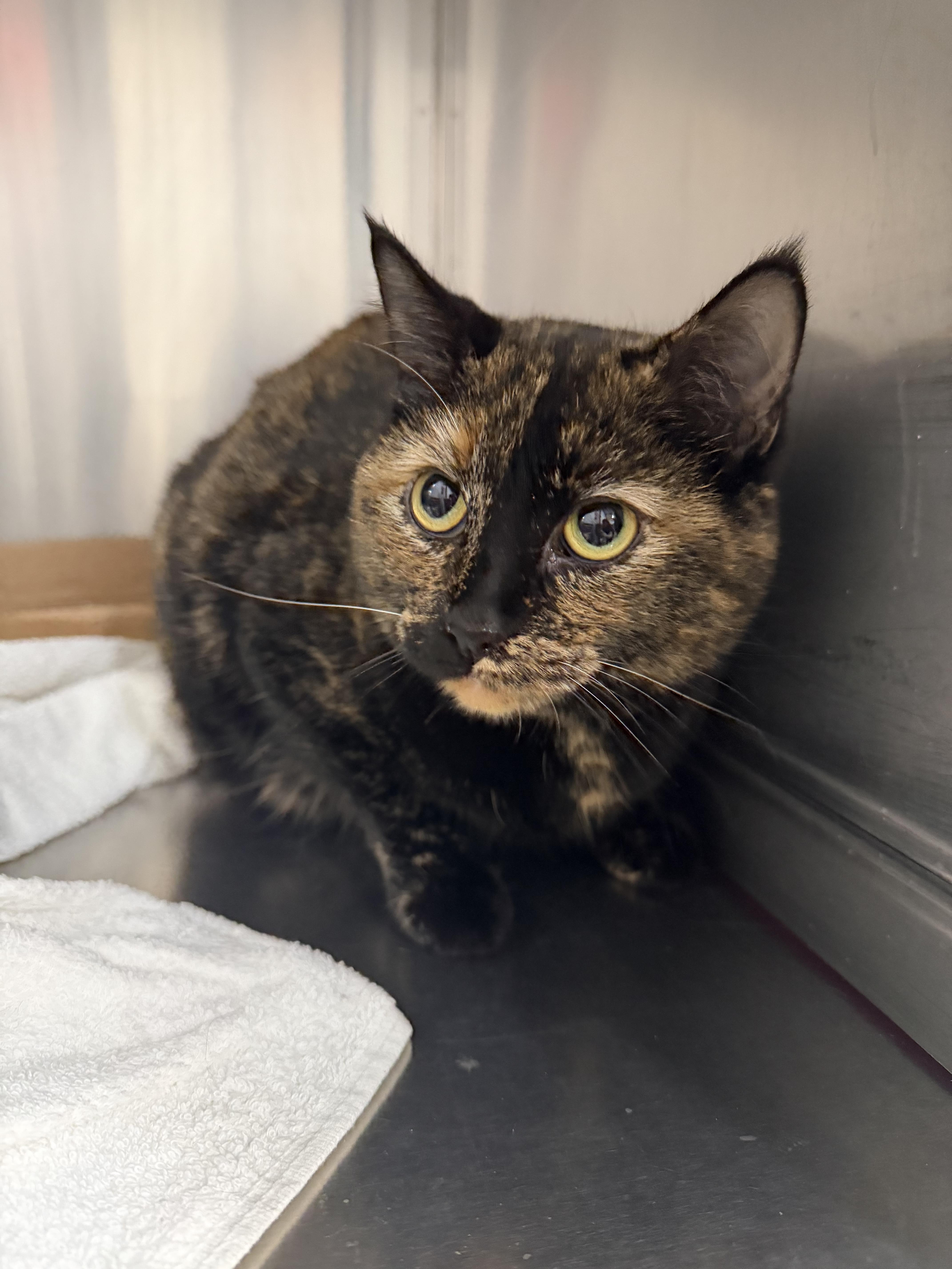 Enlarge Coco , a ADOPTABLE Domestic Short Hair in Saint Charles, MO image 3/4