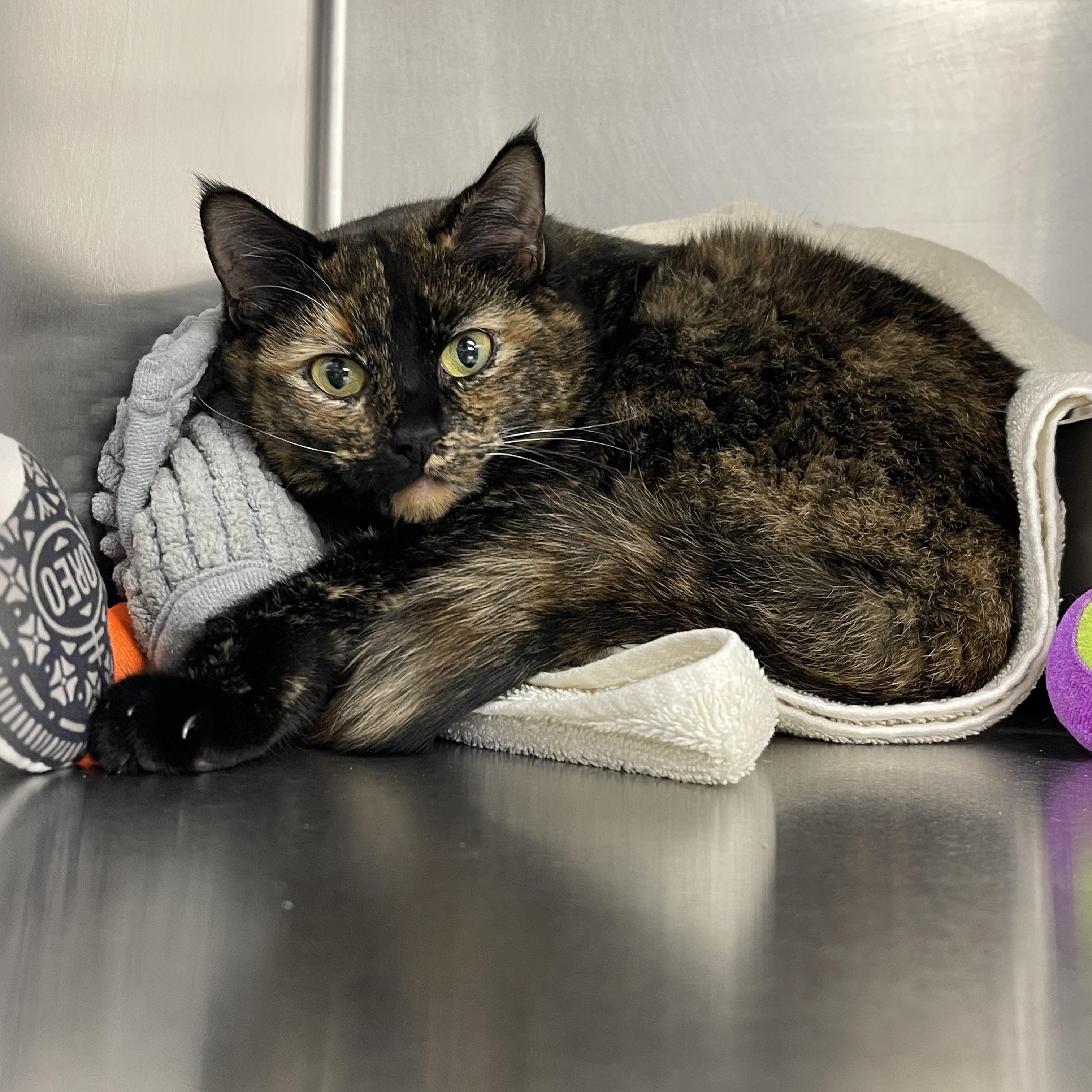 Enlarge Coco , a ADOPTABLE Domestic Short Hair in Saint Charles, MO image 1/4