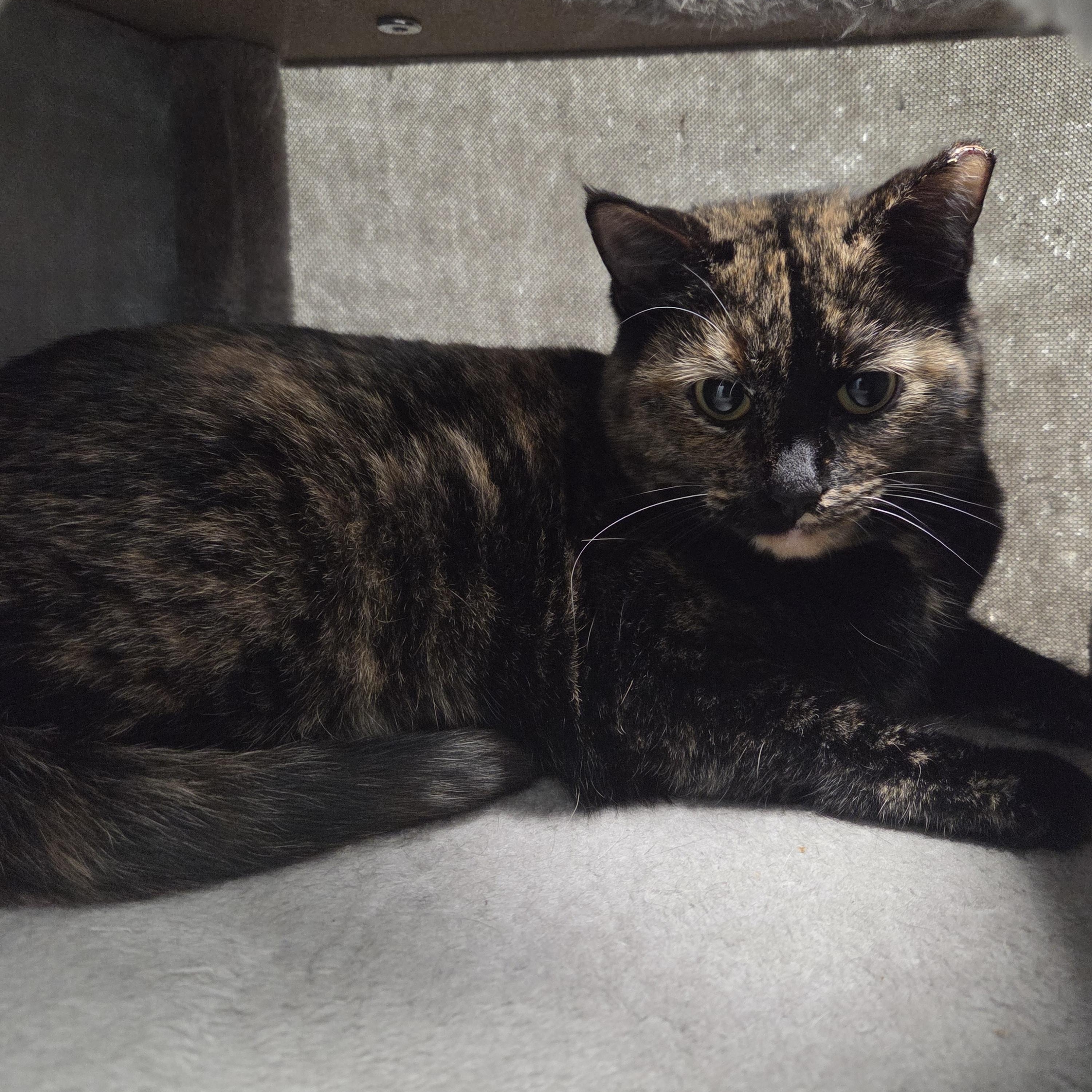 Enlarge Coco , an adopted Domestic Short Hair in Saint Charles, MO image 2/3