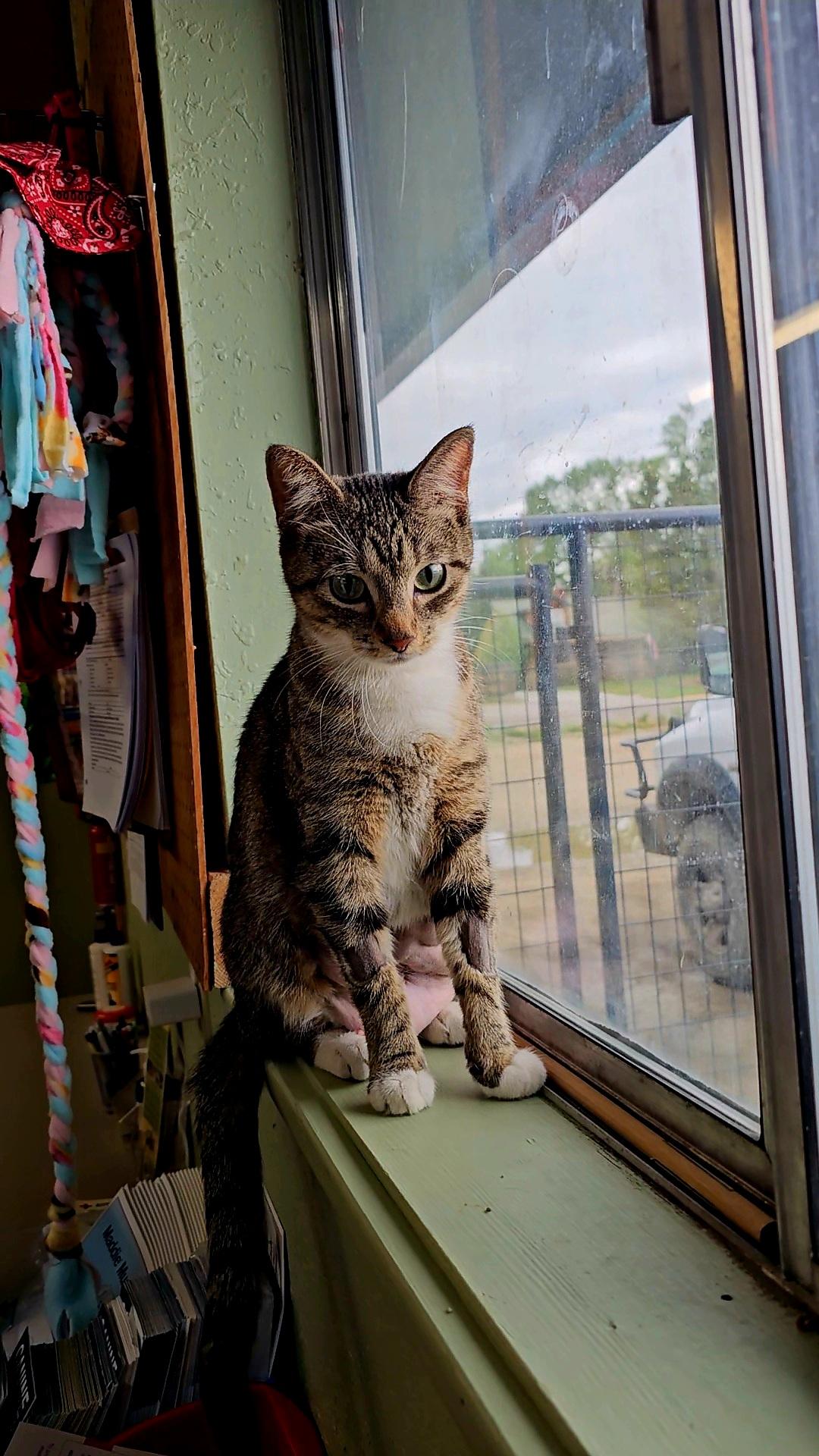Enlarge MALIBU, a ADOPTABLE American Shorthair in Pinedale, WY image 4/5