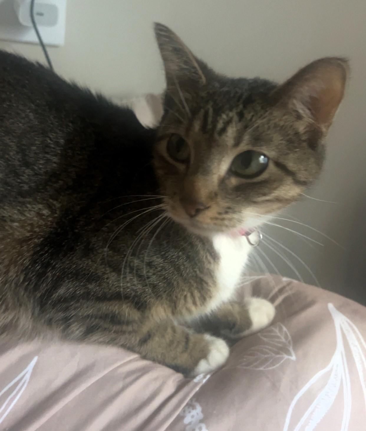 Enlarge MALIBU, a ADOPTABLE American Shorthair in Pinedale, WY image 3/5