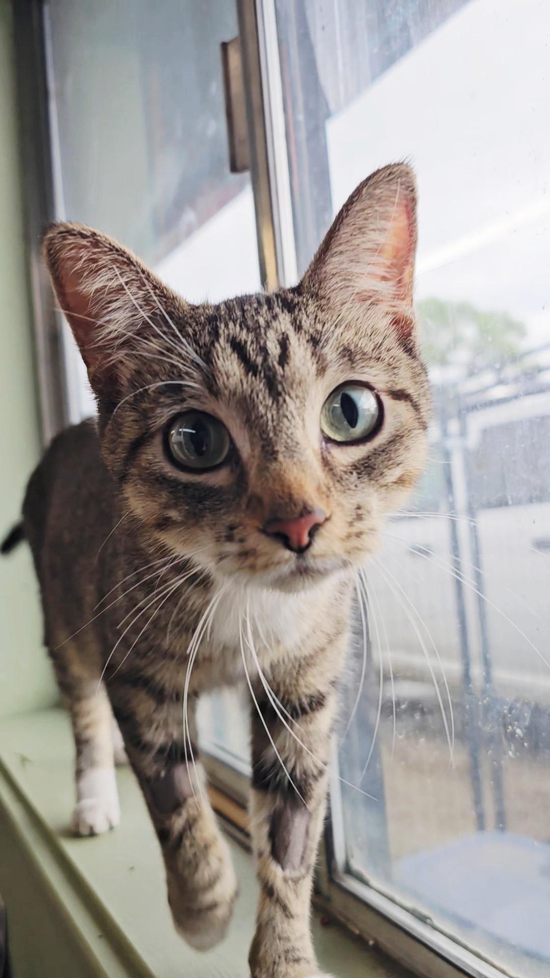 Enlarge MALIBU, a ADOPTABLE American Shorthair in Pinedale, WY image 1/5