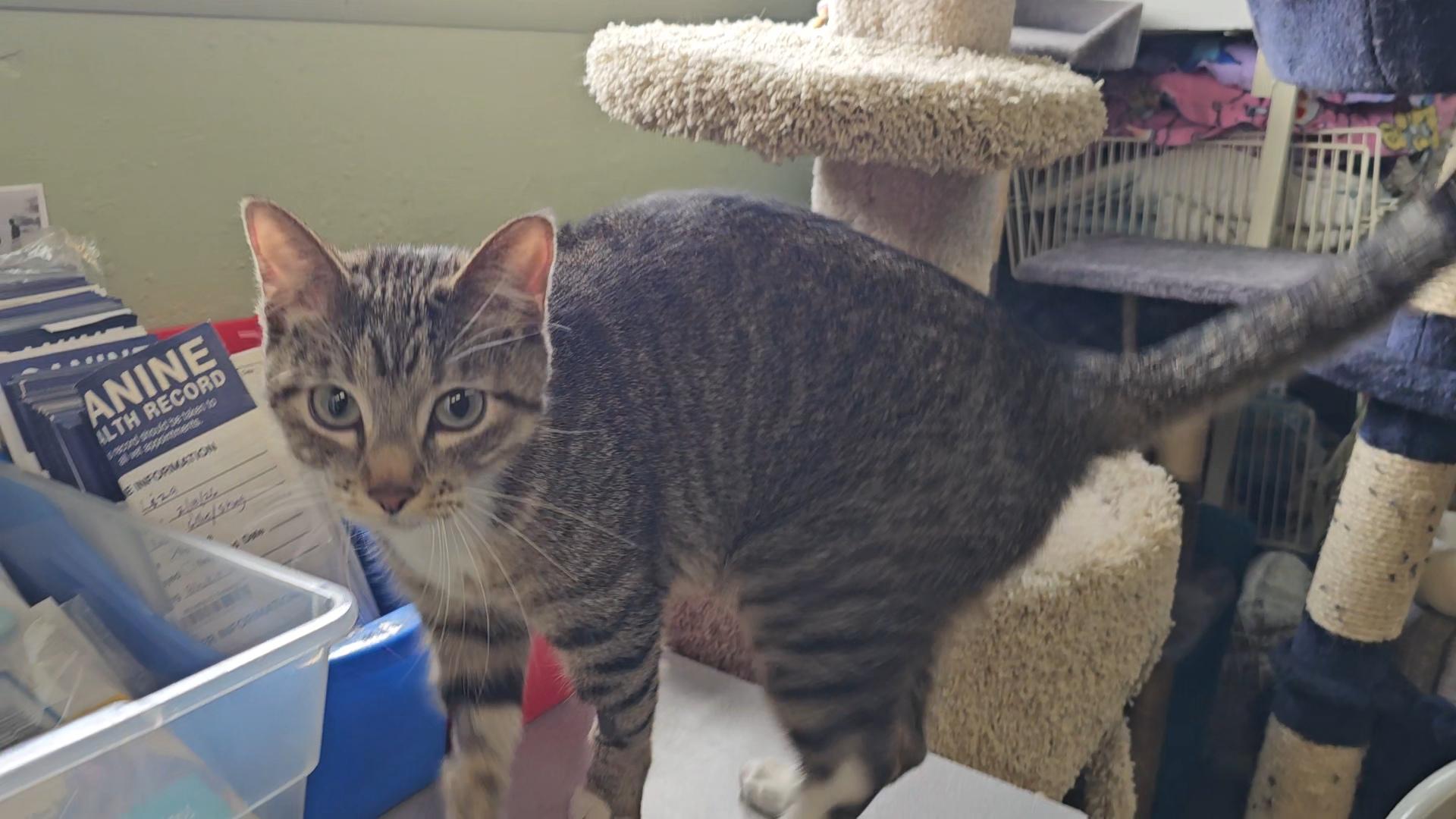 Enlarge MALIBU, a ADOPTABLE American Shorthair in Pinedale, WY image 5/5