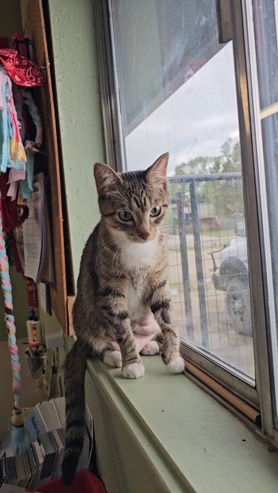 Enlarge MALIBU, a ADOPTABLE American Shorthair in Pinedale, WY video 2/5