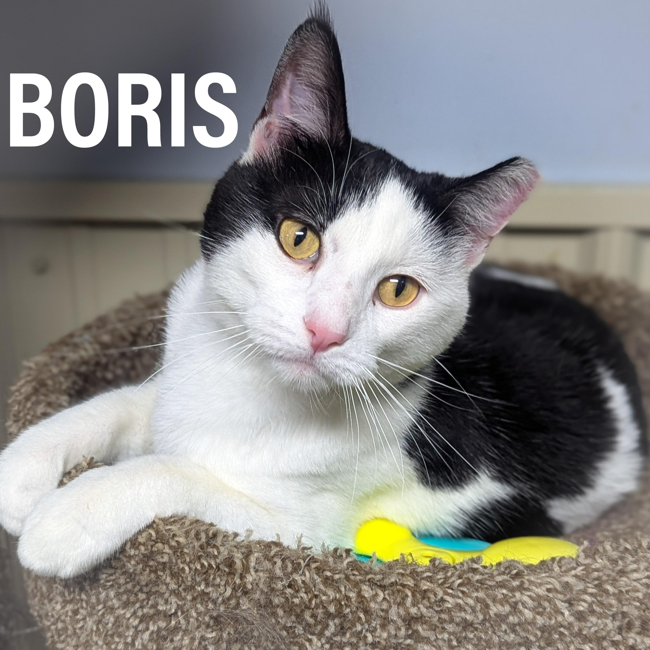 BORIS photo