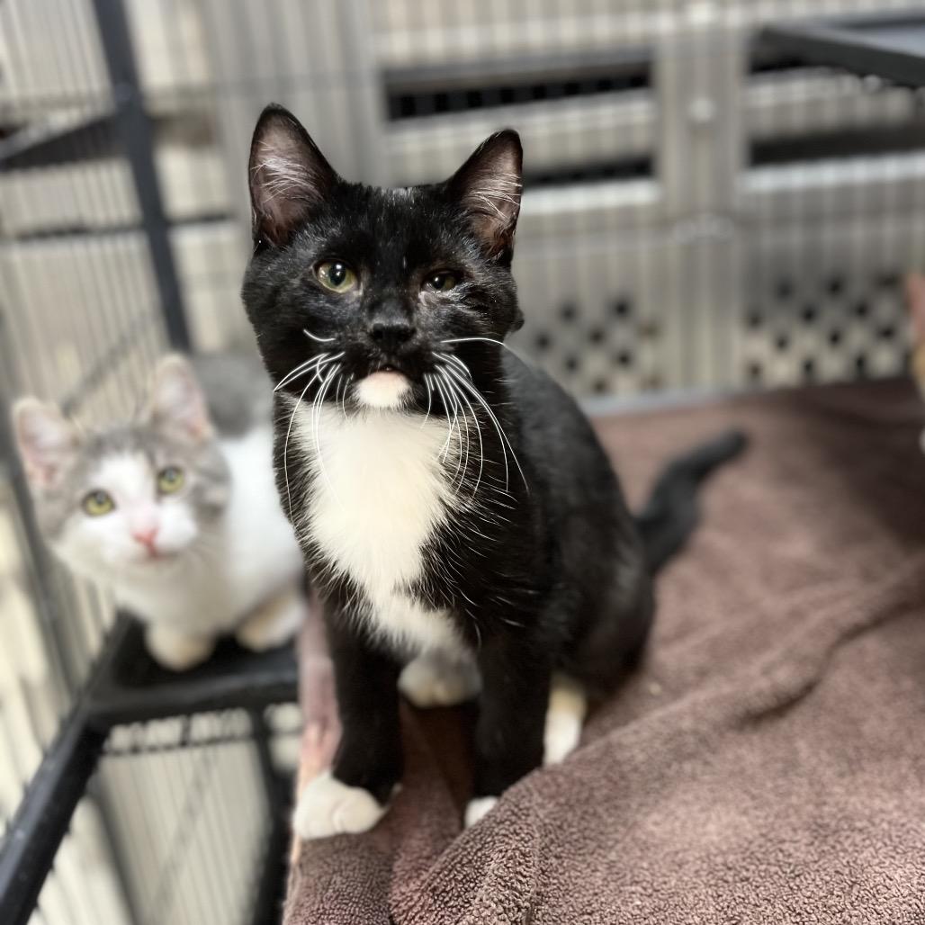 Rhys, Adoptable, Young Male Domestic Short Hair.