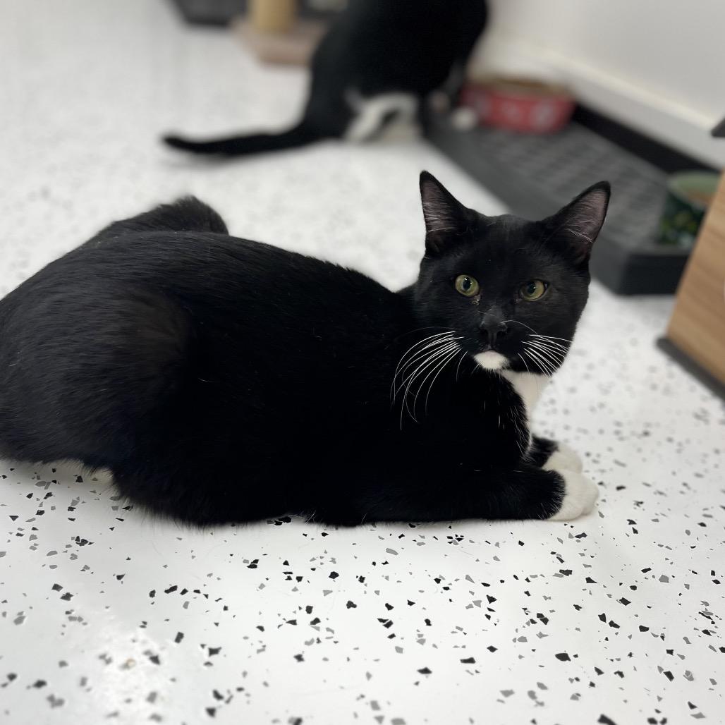 Enlarge Rhys, a Adoptable Domestic Short Hair in Portage, MI image 2/2