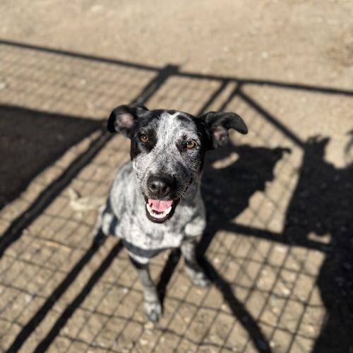 Enlarge Bean, a Adoptable Australian Cattle Dog / Blue Heeler in Dillon, MT image 1/3