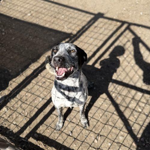 Enlarge Bean, a Adoptable Australian Cattle Dog / Blue Heeler in Dillon, MT image 2/3
