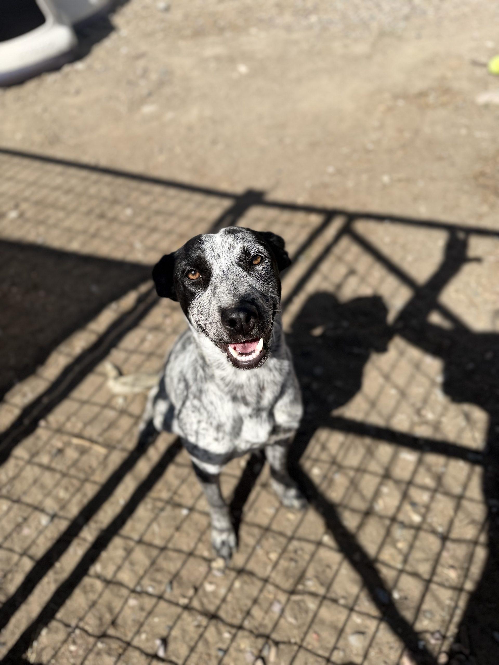 Enlarge Bean, a Adoptable Australian Cattle Dog / Blue Heeler in Dillon, MT image 3/3