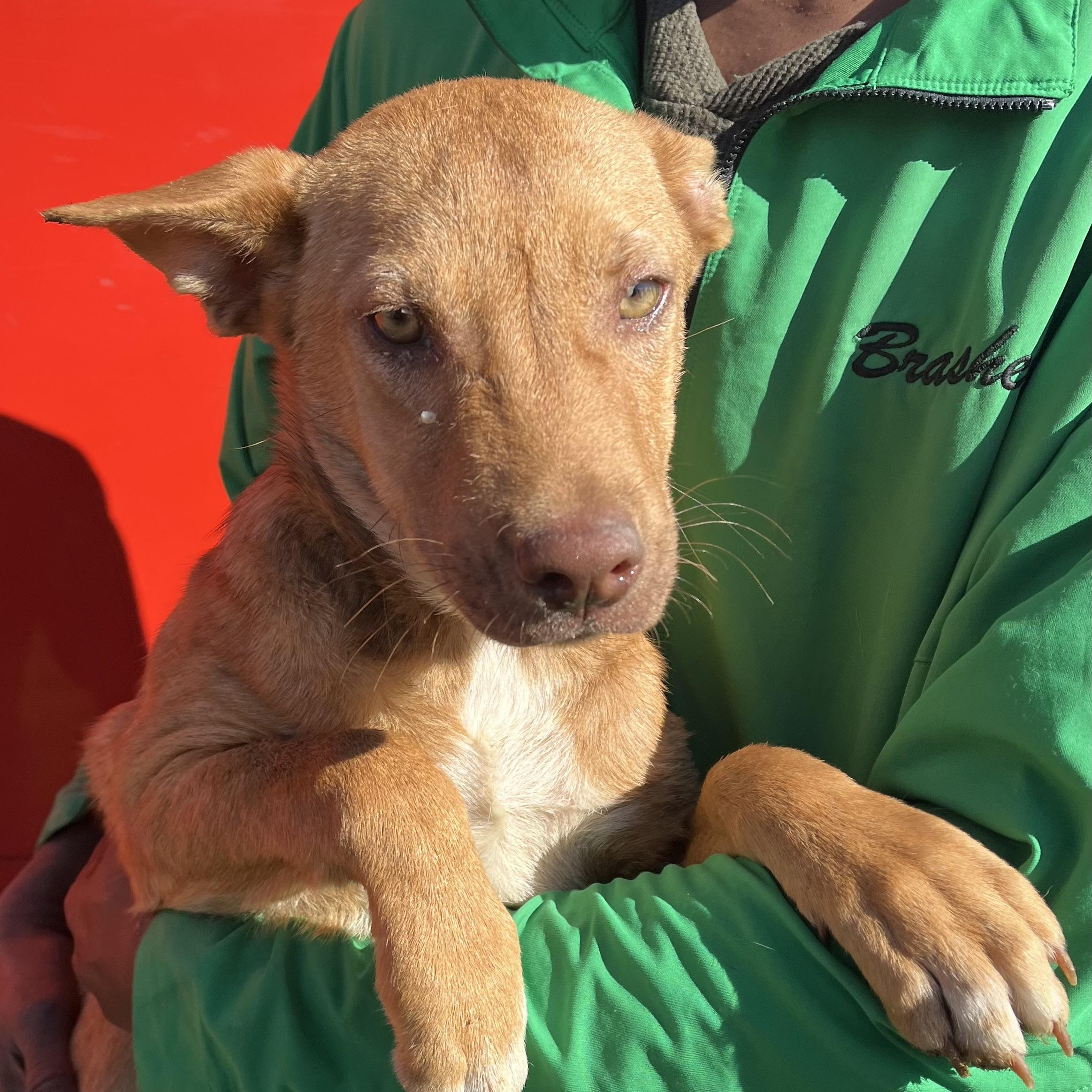 Nicholas - Local Dec 19-21, an adoptable mixed breed in Happy Valley , OR image 1/6