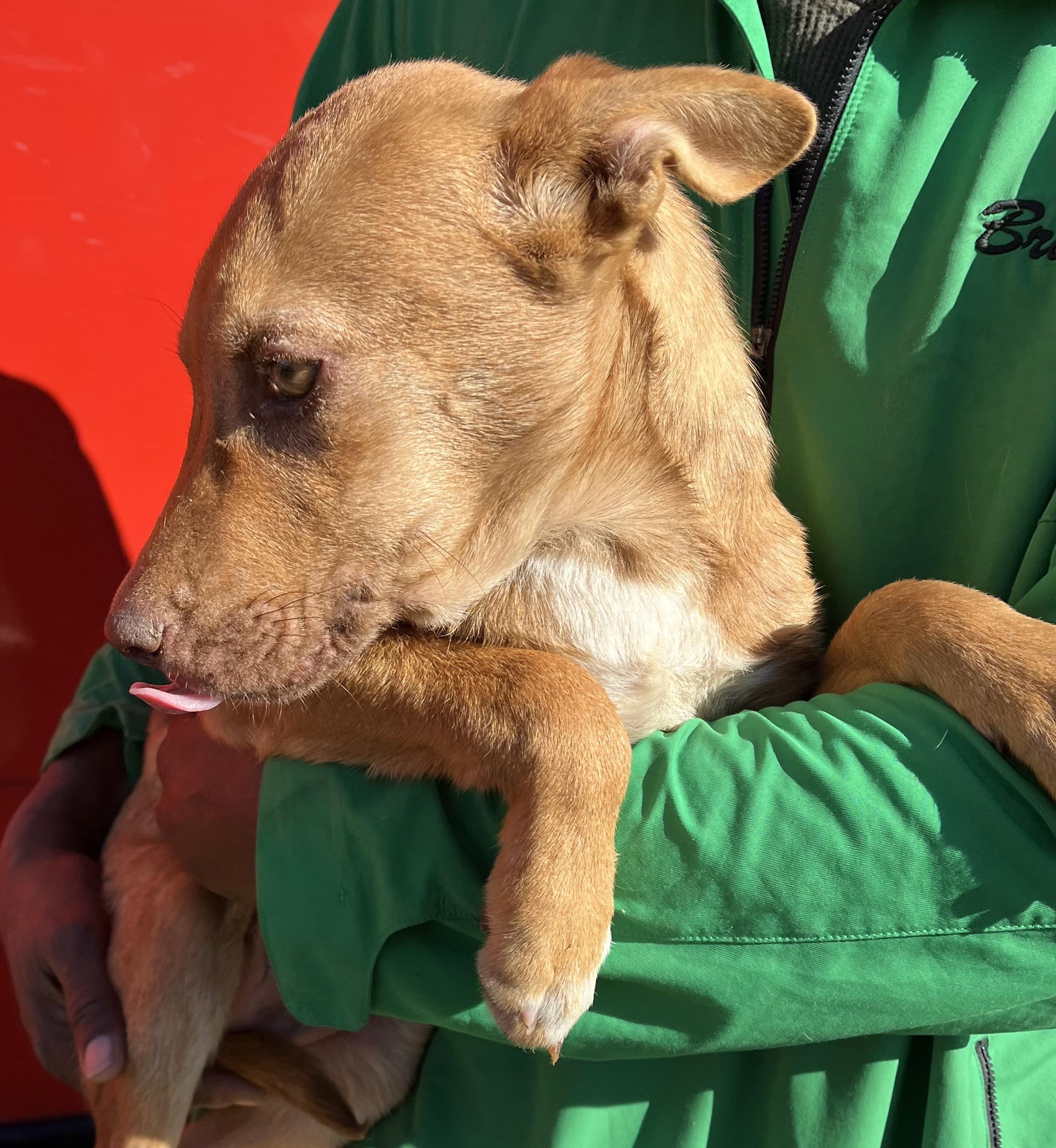 Nicholas - Local Dec 19-21, an adoptable mixed breed in Happy Valley , OR image 2/6