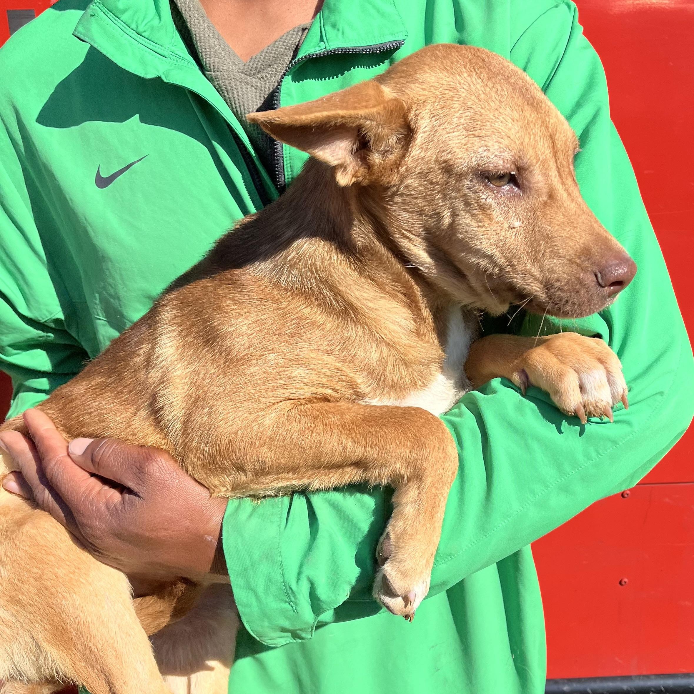 Nicholas - Local Dec 19-21, an adoptable mixed breed in Happy Valley , OR image 3/6