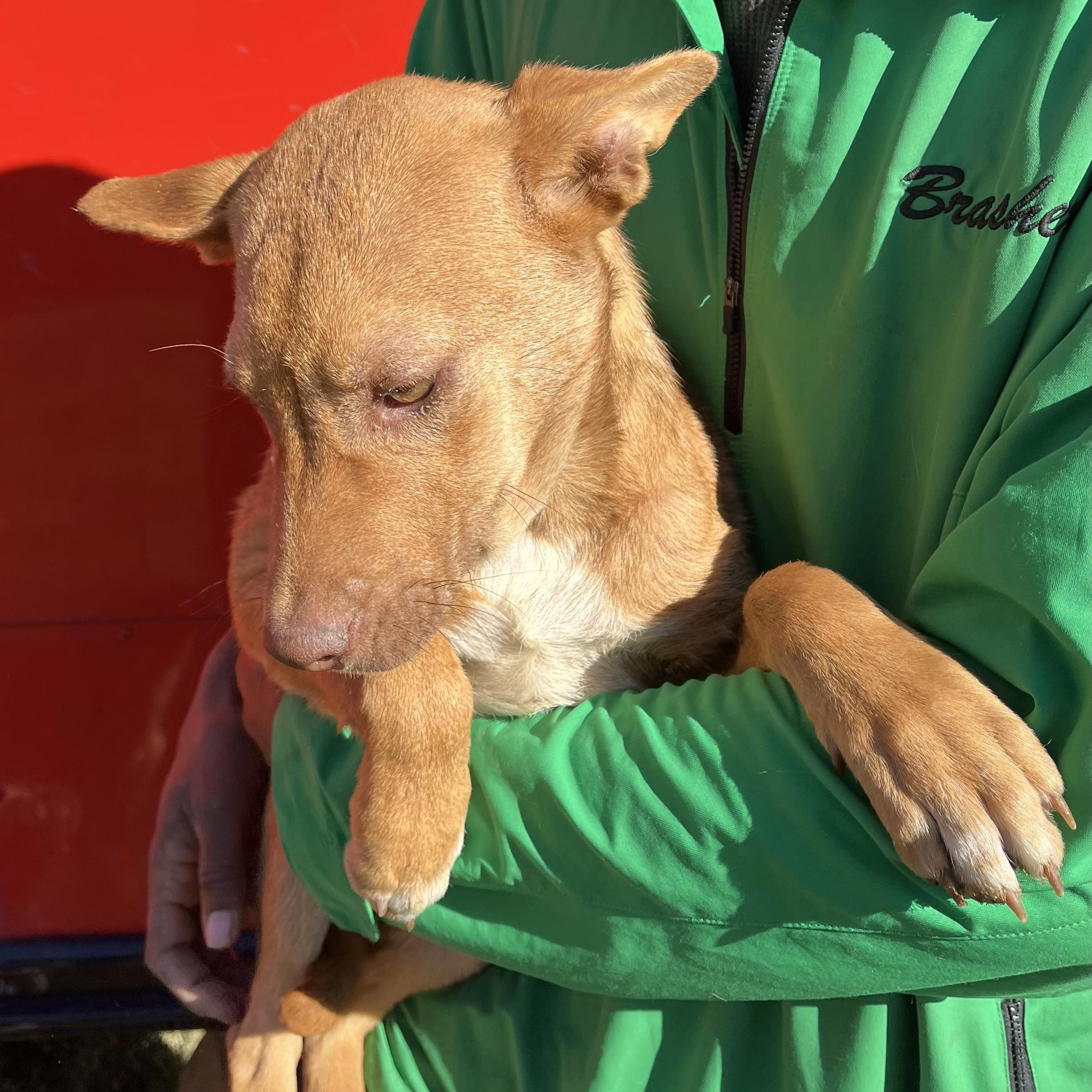 Nicholas - Local Dec 19-21, an adoptable mixed breed in Happy Valley , OR image 4/6