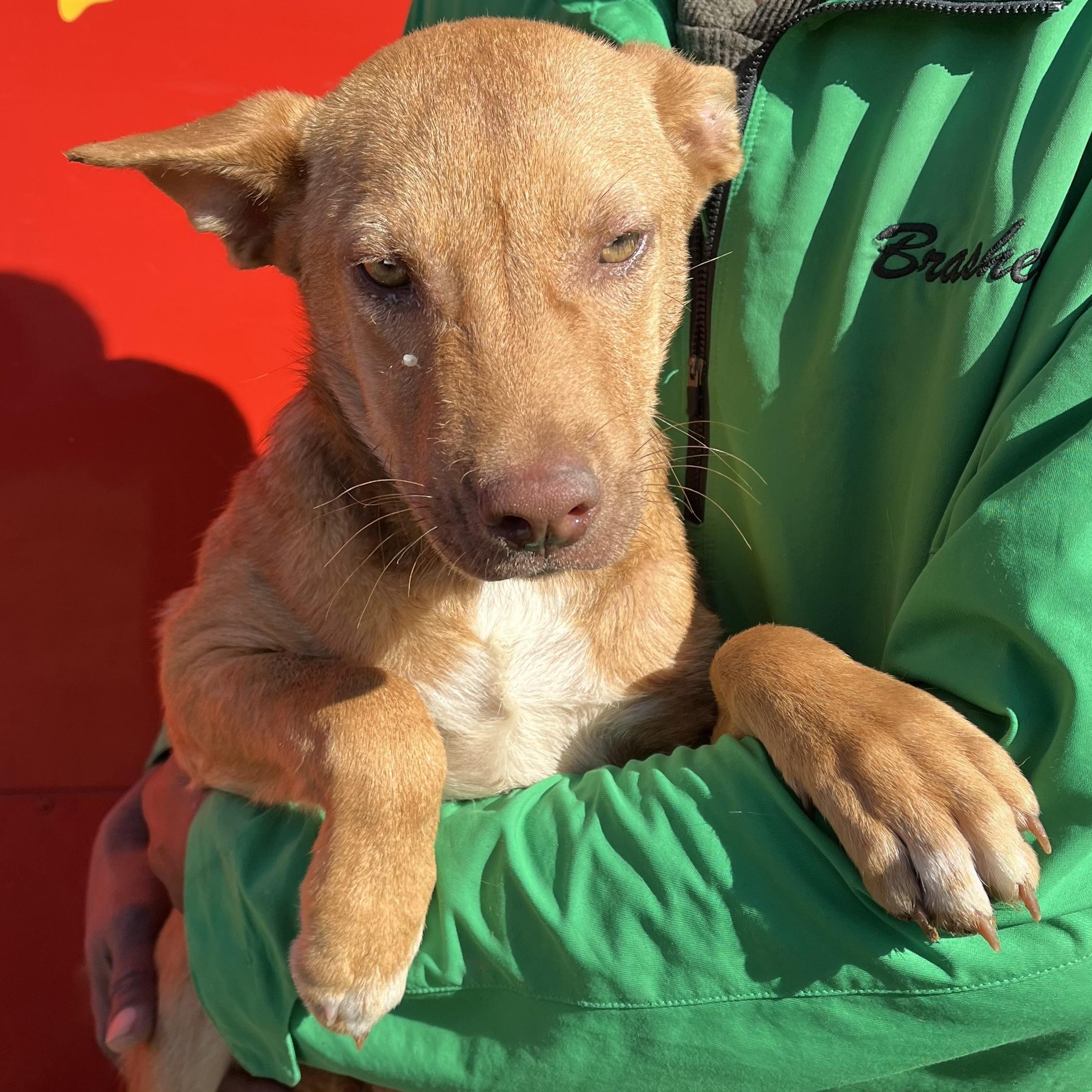 Nicholas - Local Dec 19-21, an adoptable mixed breed in Happy Valley , OR image 5/6