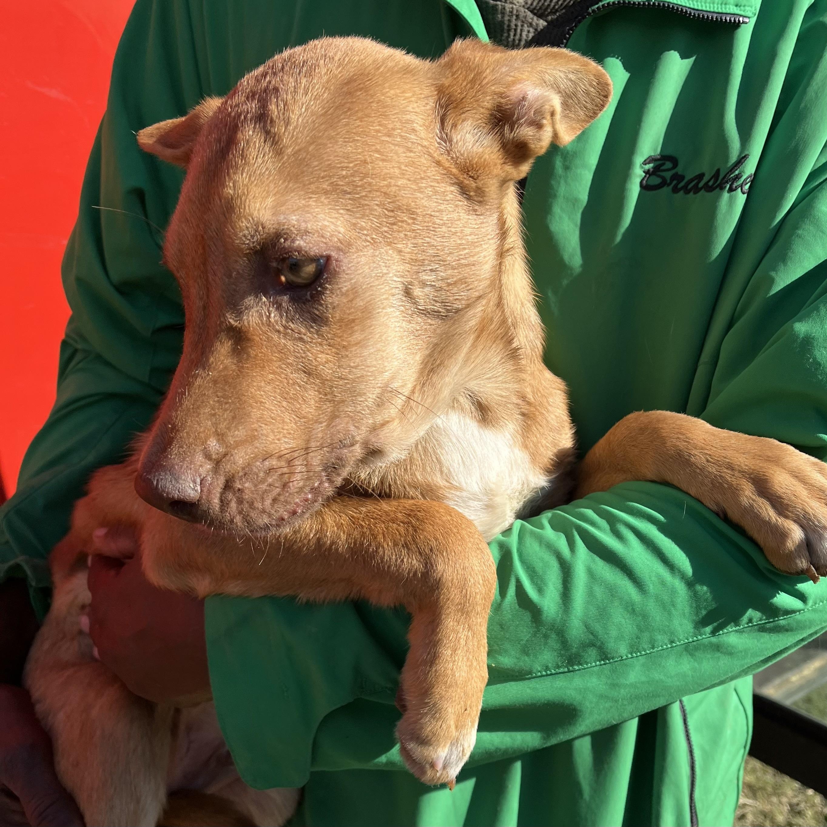 Nicholas - Local Dec 19-21, an adoptable mixed breed in Happy Valley , OR image 6/6