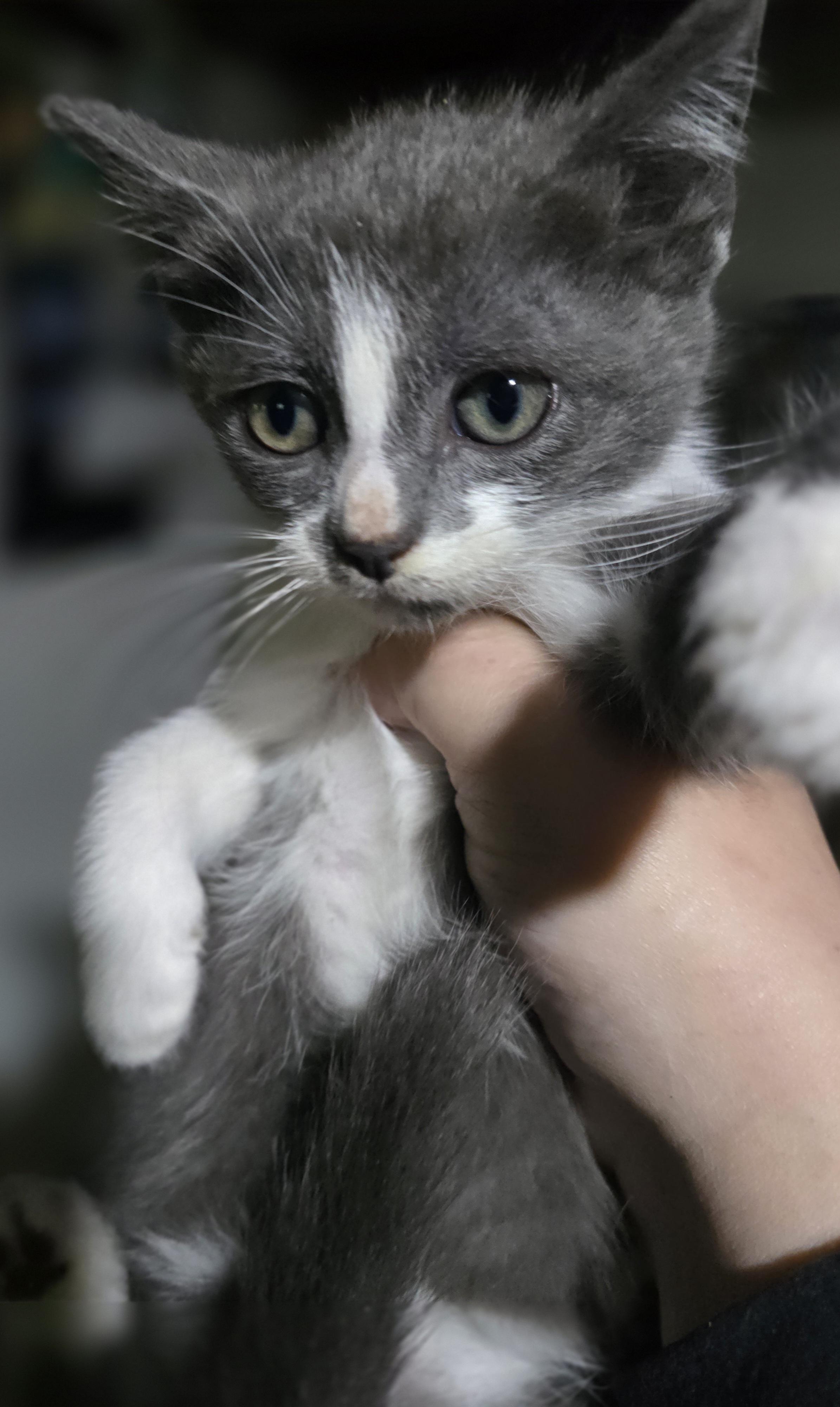 Enlarge "Medusa" The kitten guaranteed to mealt your heart and not turn you to stone, a Adoptable Domestic Short Hair in Elizabeth, PA image 5/5