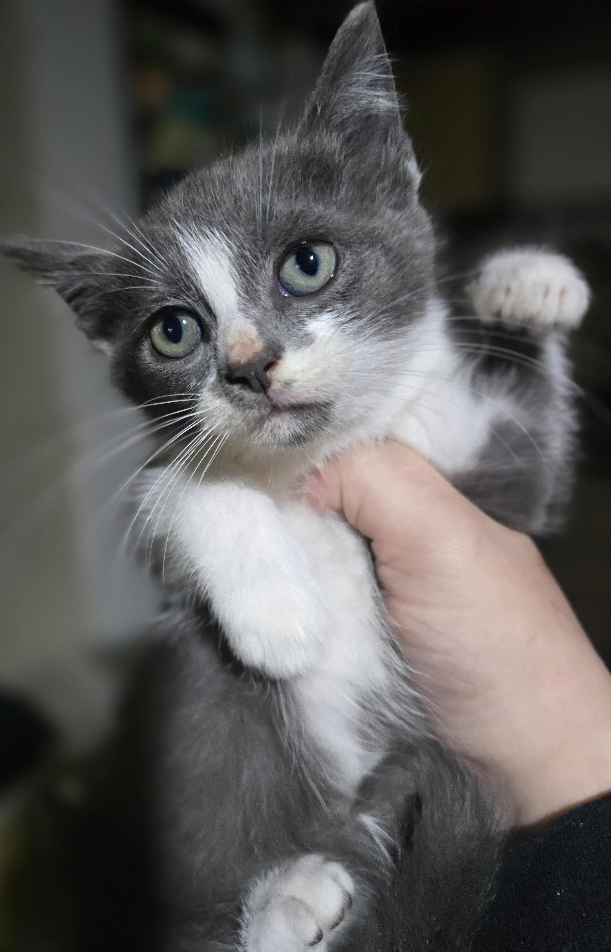 Enlarge "Medusa" The kitten guaranteed to mealt your heart and not turn you to stone, a Adoptable Domestic Short Hair in Elizabeth, PA image 4/5