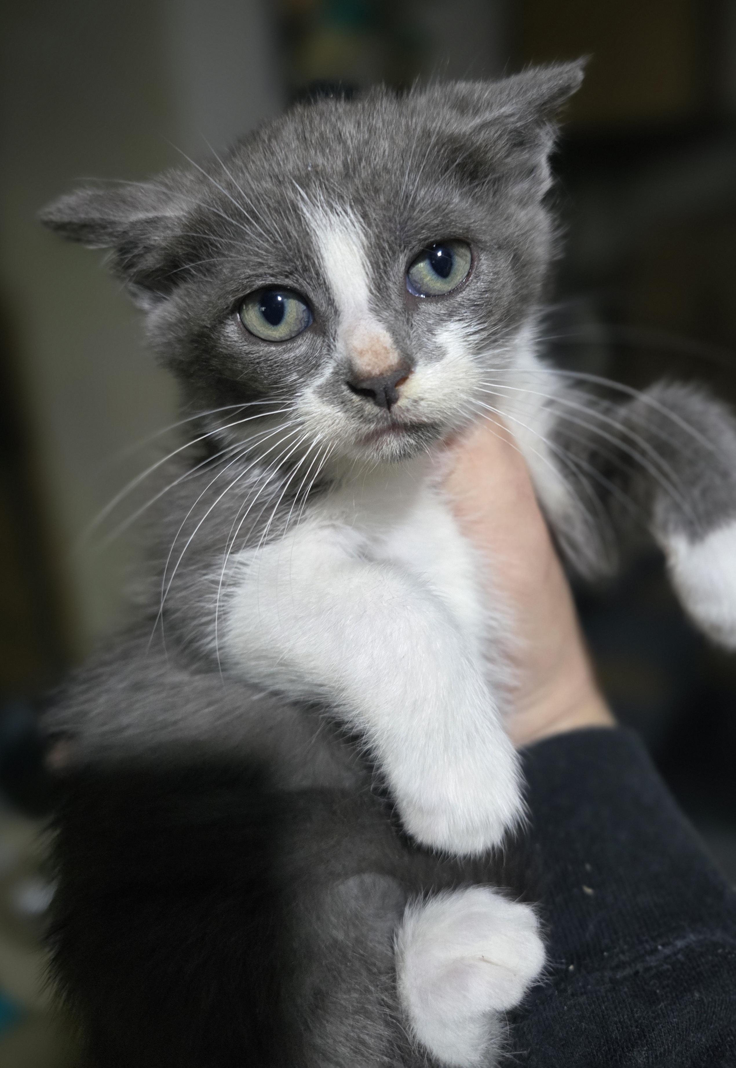 Enlarge "Medusa" The kitten guaranteed to mealt your heart and not turn you to stone, a Adoptable Domestic Short Hair in Elizabeth, PA image 1/5