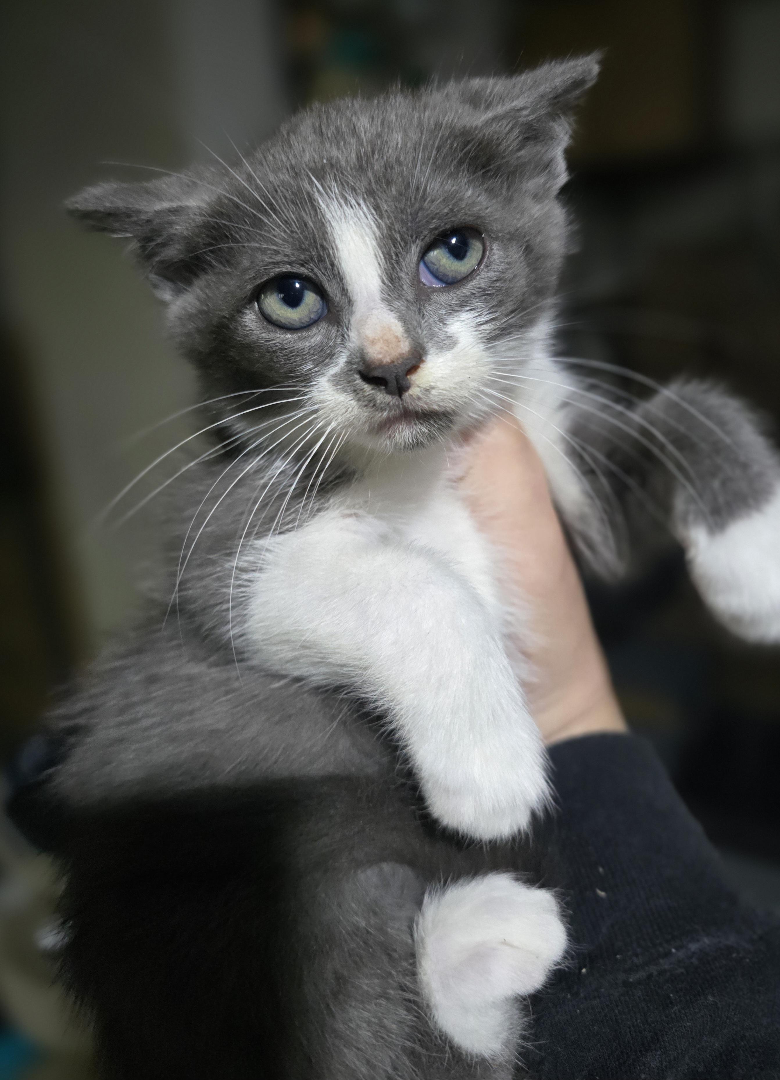 Enlarge "Medusa" The kitten guaranteed to mealt your heart and not turn you to stone, a Adoptable Domestic Short Hair in Elizabeth, PA image 3/5