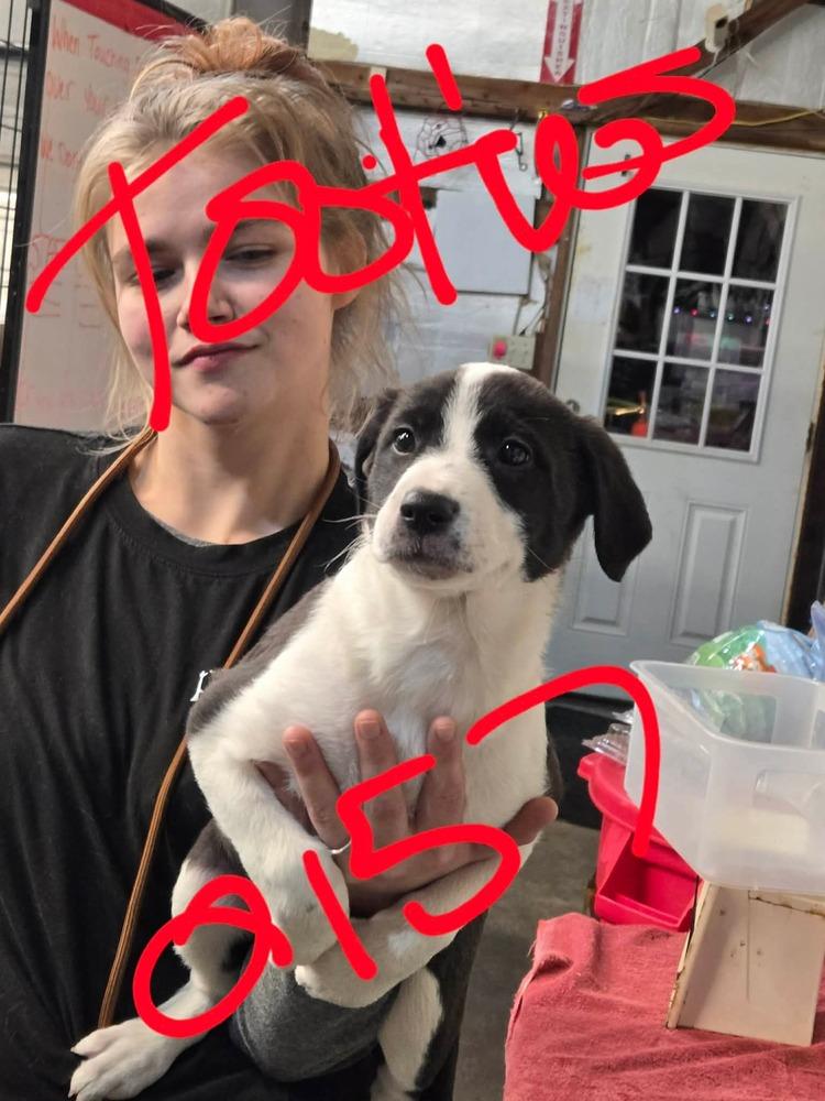 JW Tootsie, Adoptable, Puppy Female Mixed Breed.