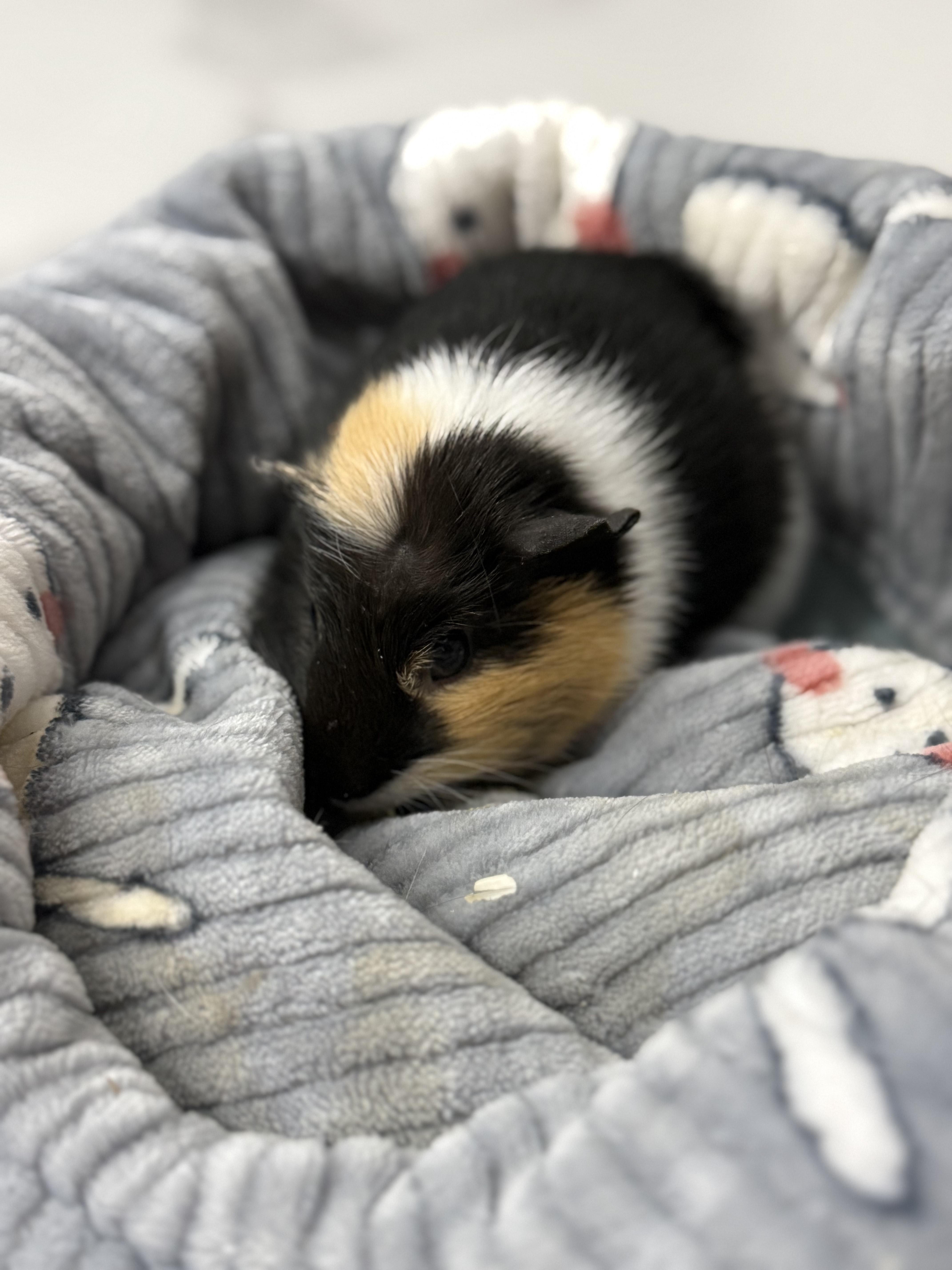 Enlarge Harper & Mandarin, an adoptable Guinea Pig in Austin, TX image 5/6