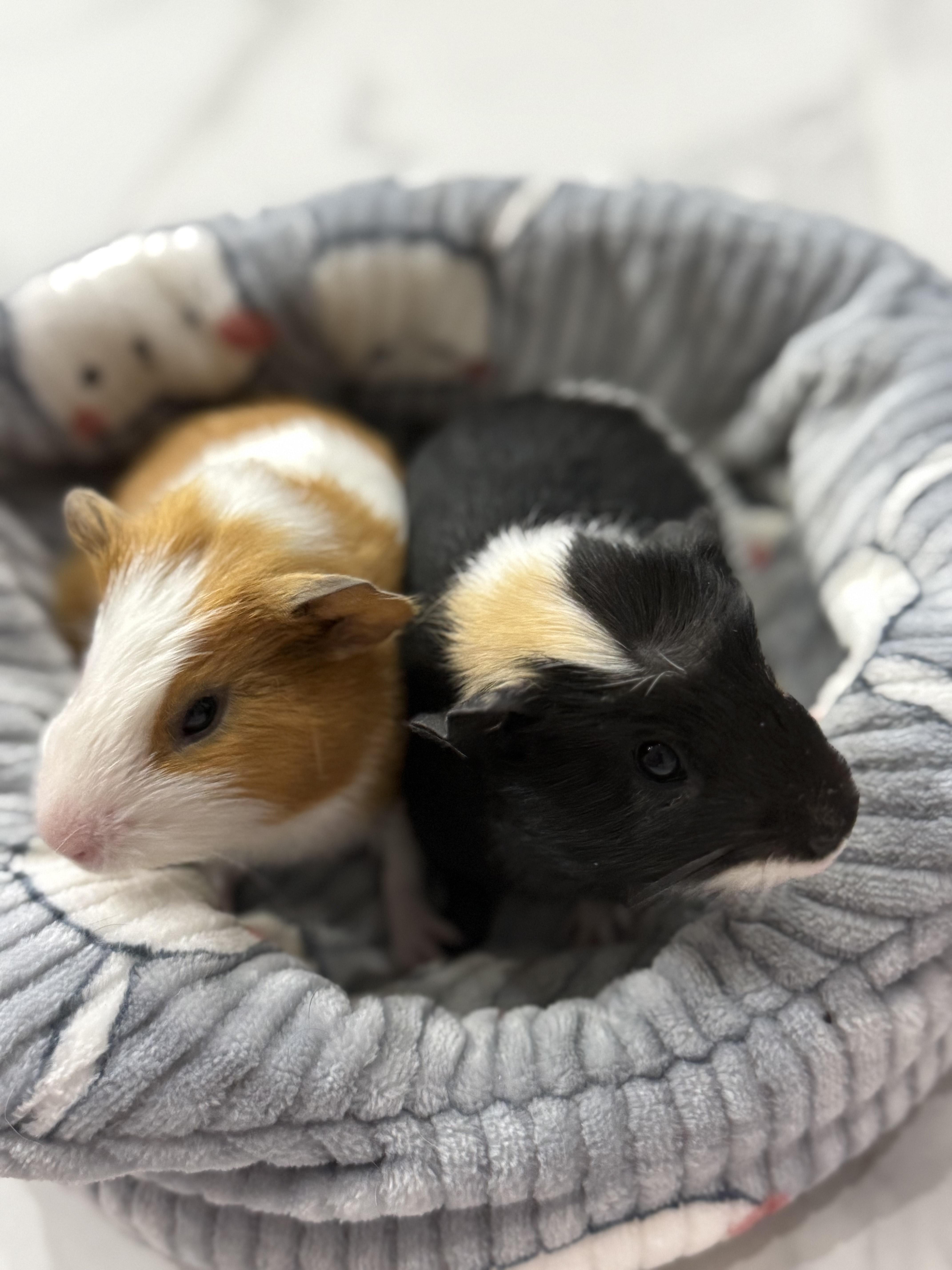Enlarge Harper & Mandarin, an adoptable Guinea Pig in Austin, TX image 1/6