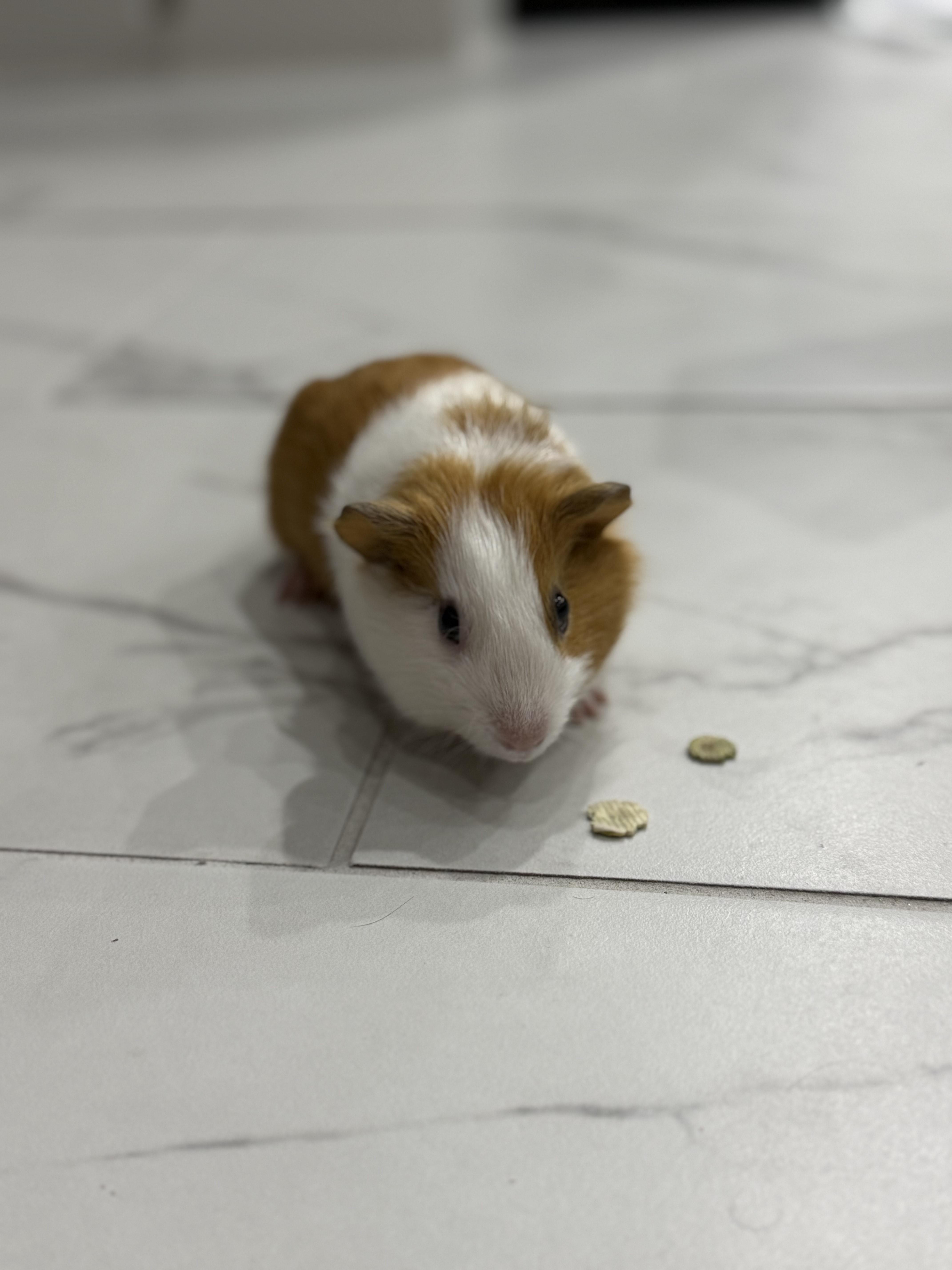 Enlarge Harper & Mandarin, an adoptable Guinea Pig in Austin, TX image 4/6