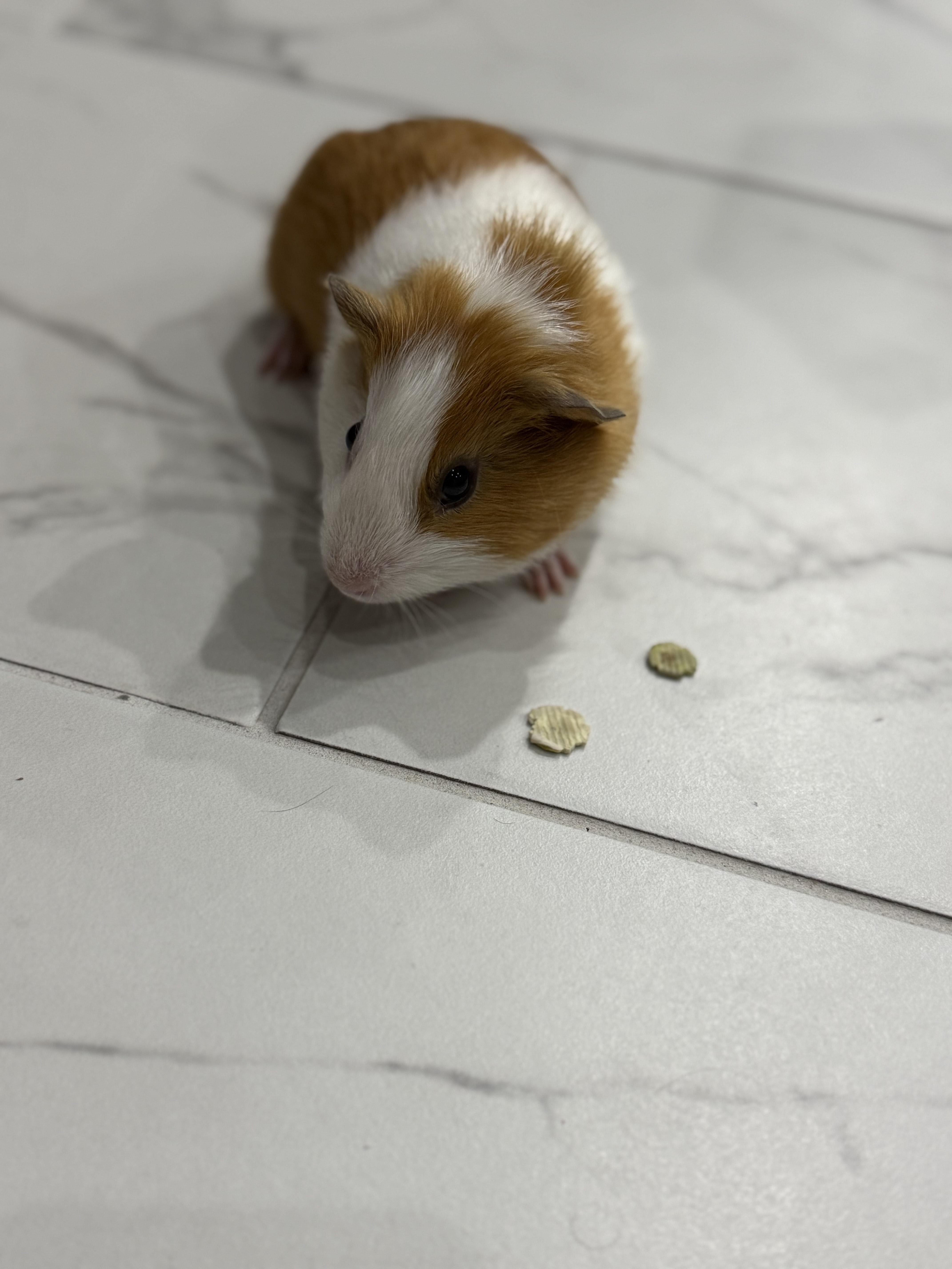 Enlarge Harper & Mandarin, an adoptable Guinea Pig in Austin, TX image 6/6