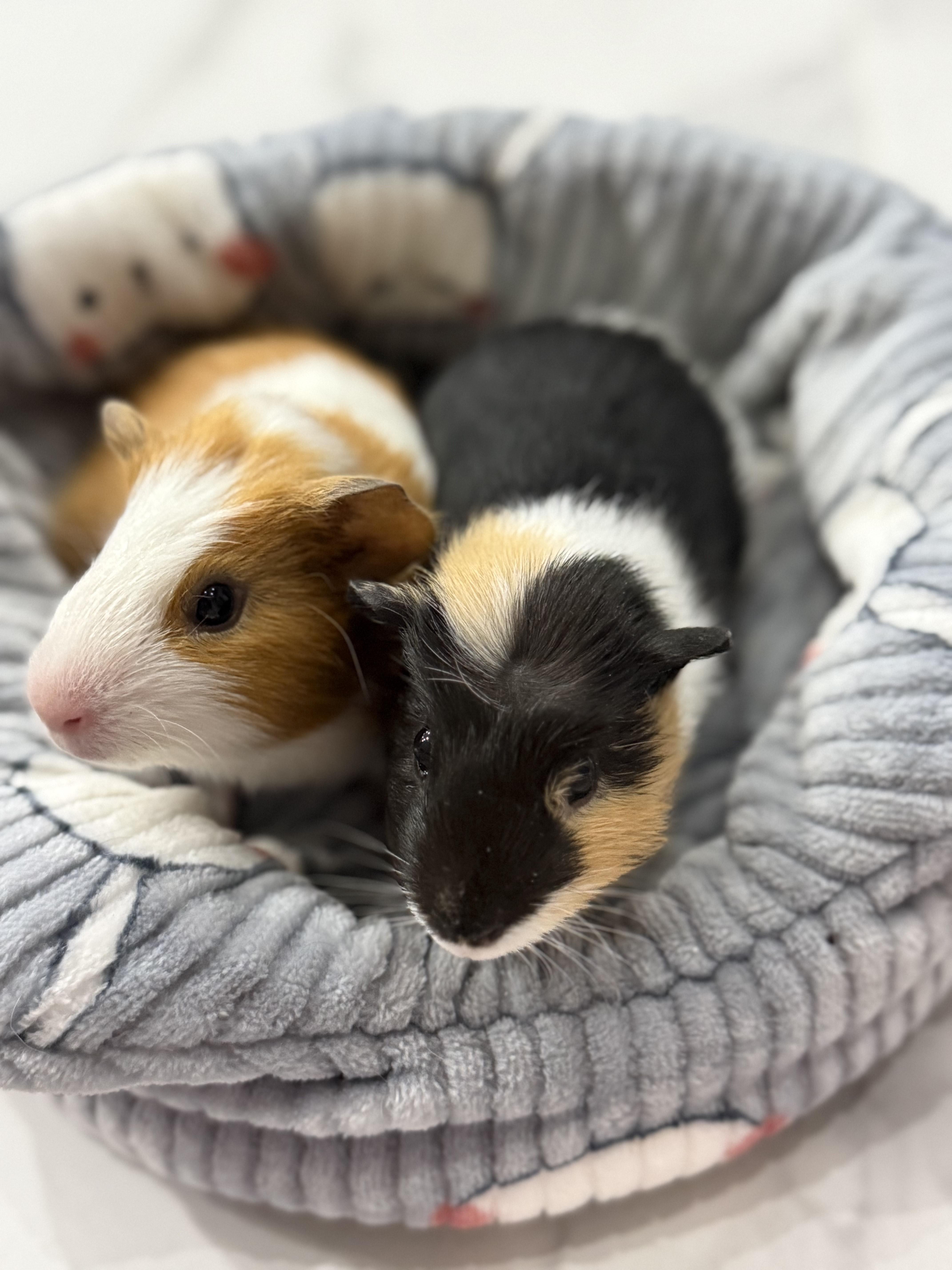 Enlarge Harper & Mandarin, an adoptable Guinea Pig in Austin, TX image 2/6