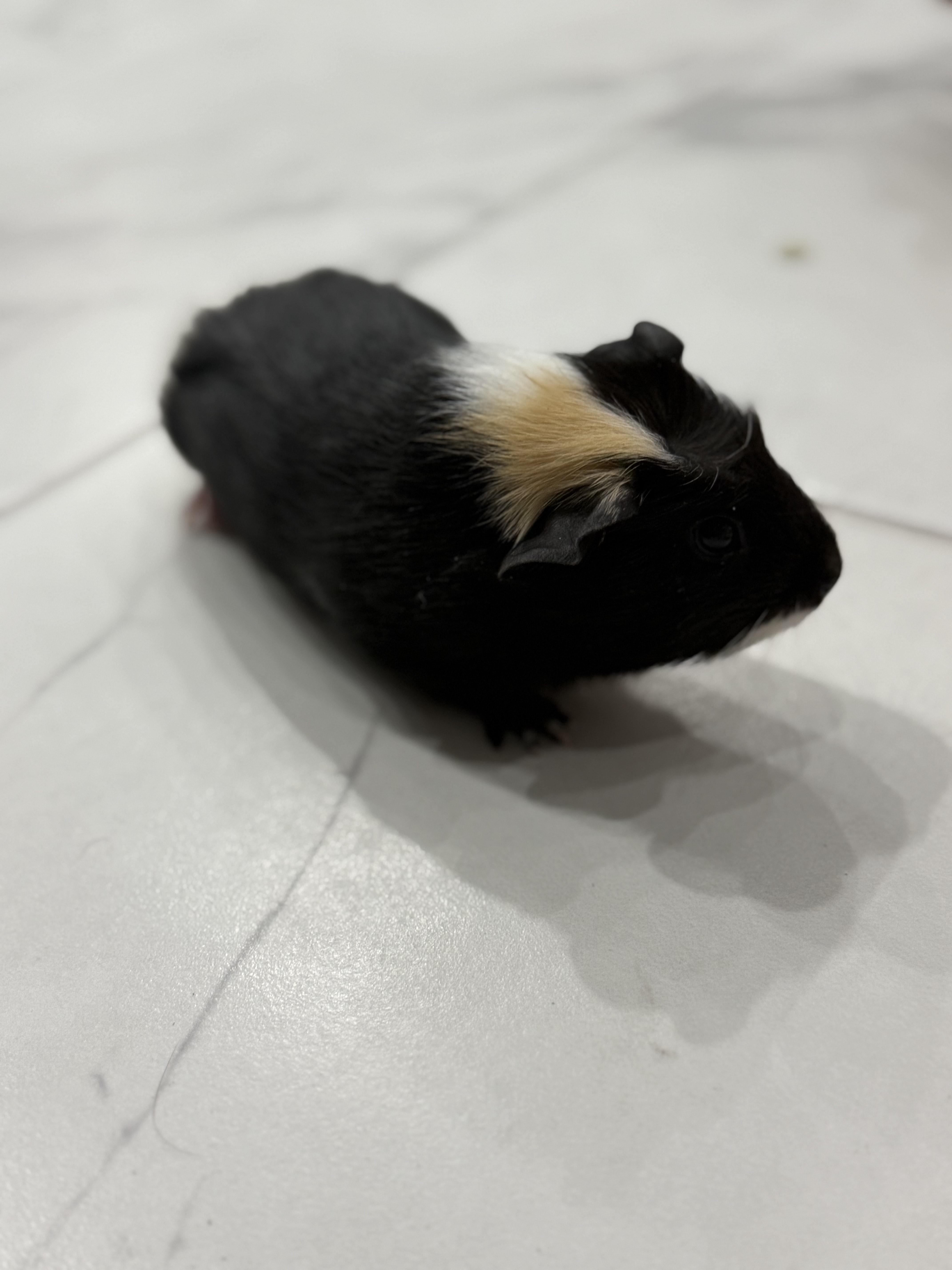Enlarge Harper & Mandarin, an adoptable Guinea Pig in Austin, TX image 3/6