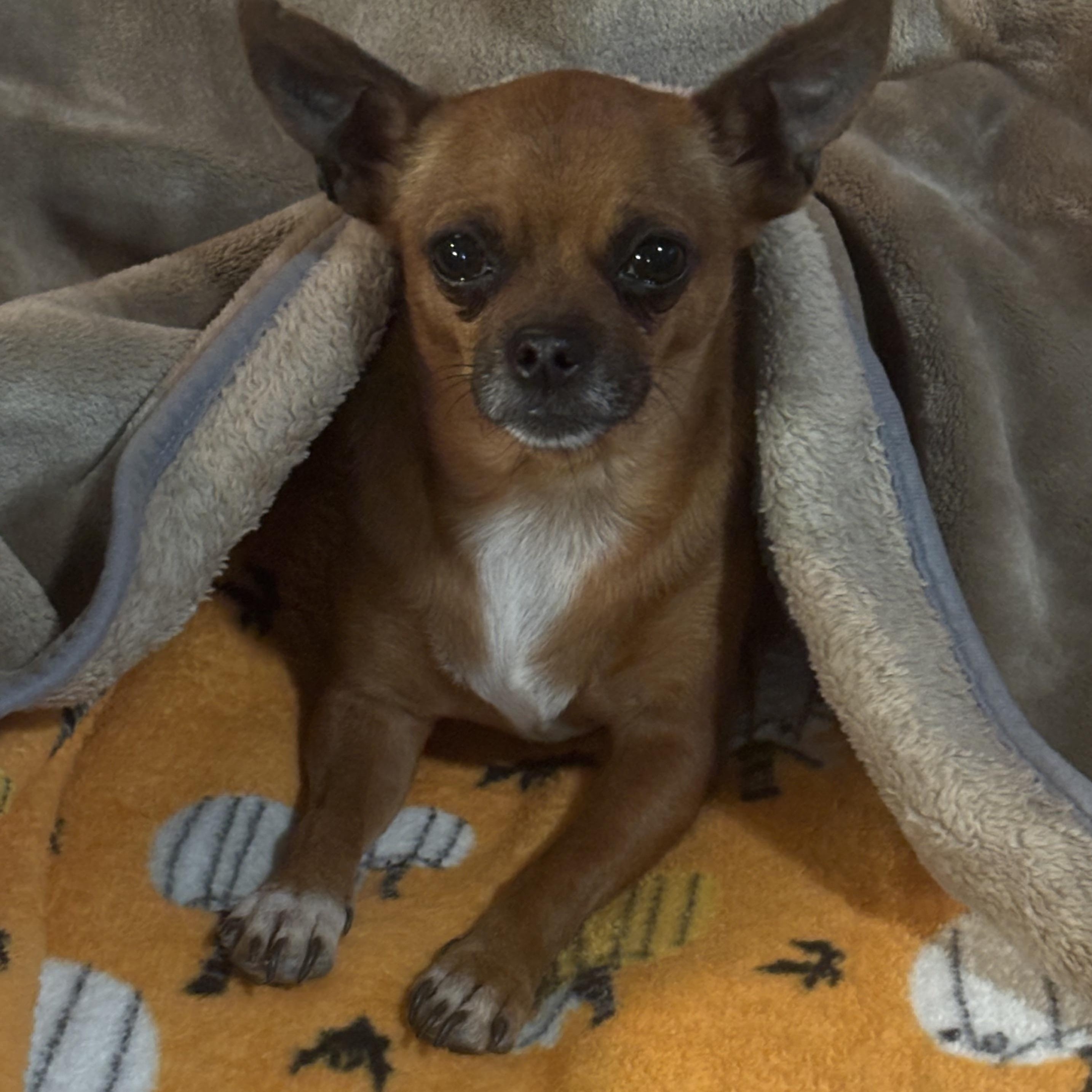 Enlarge Mr. Sweet Brownie, a ADOPTABLE mixed breed in Ridgefield, WA image 3/5