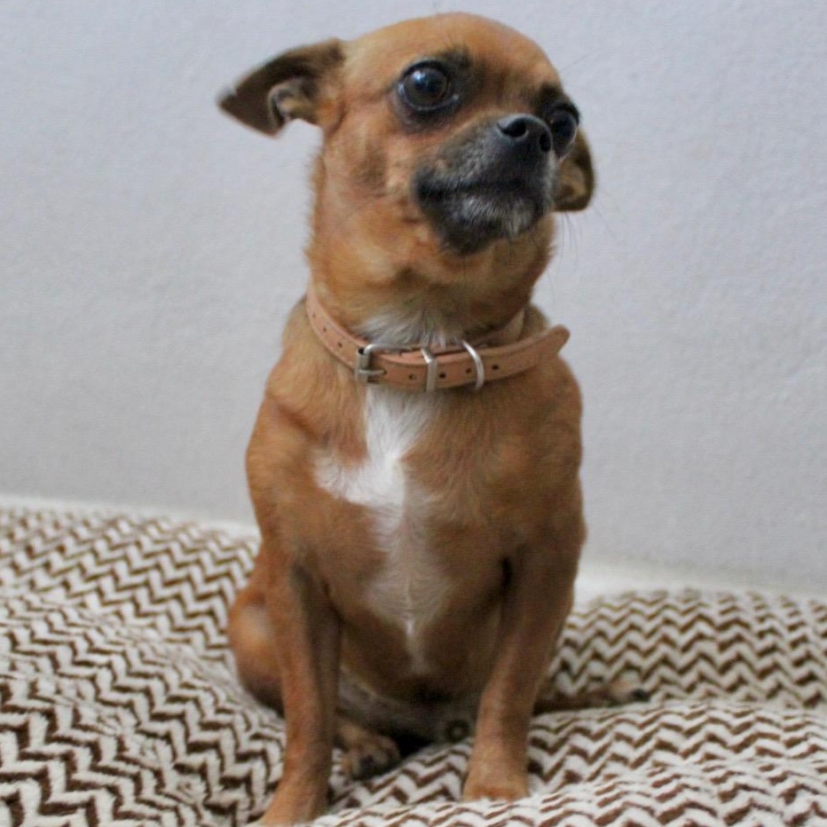 Enlarge Mr. Sweet Brownie, a ADOPTABLE mixed breed in Ridgefield, WA image 5/5