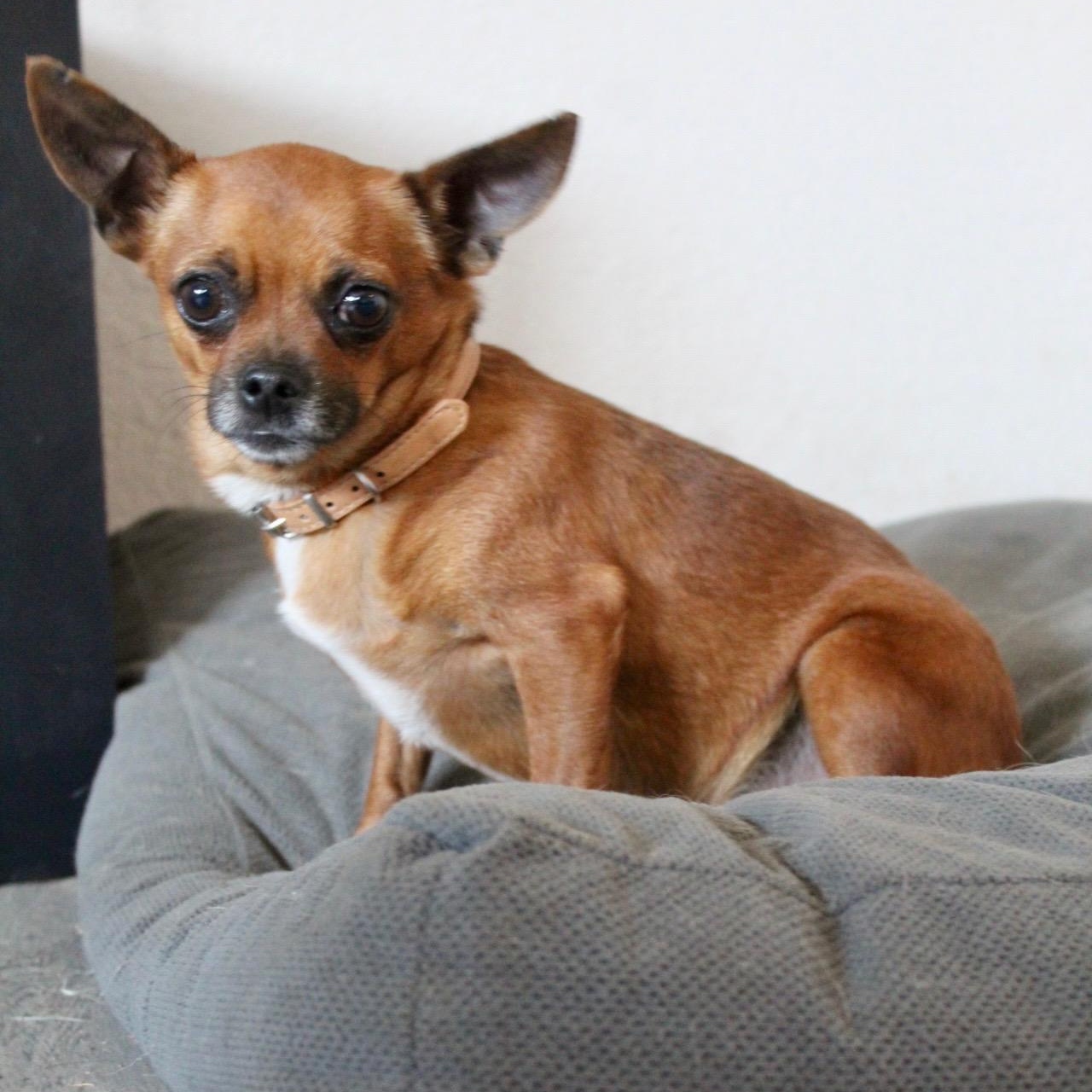 Mr. Sweet Brownie, ADOPTABLE, Young Male Chihuahua.