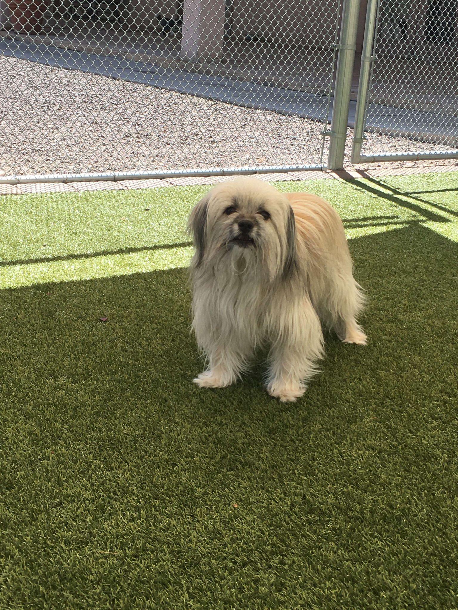 Tom & Jerry (Bonded), a Adoptable mixed breed in Phoenix, AZ image 4/6