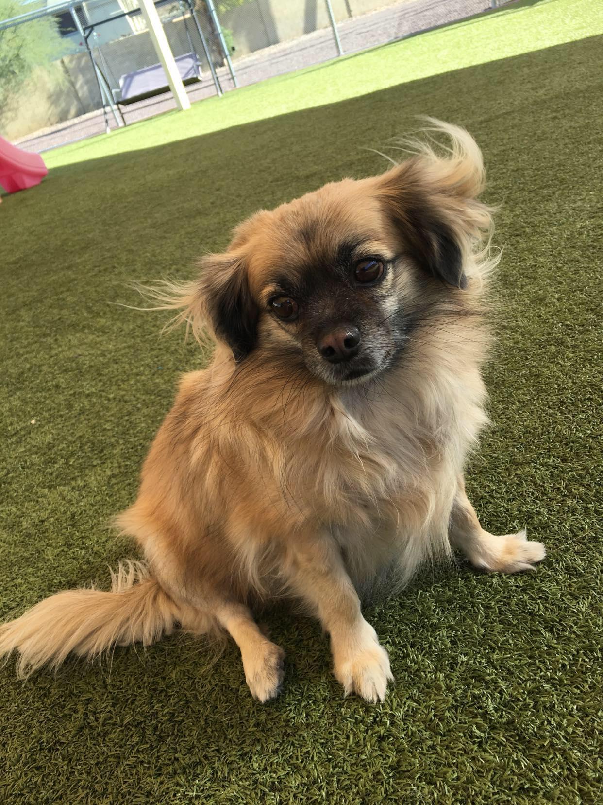 Tom & Jerry (Bonded), a Adoptable mixed breed in Phoenix, AZ image 2/6