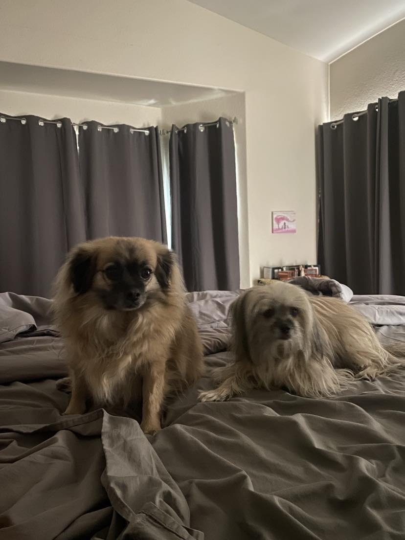 Tom & Jerry (Bonded), Adoptable, Adult Male Havanese & Pekingese.