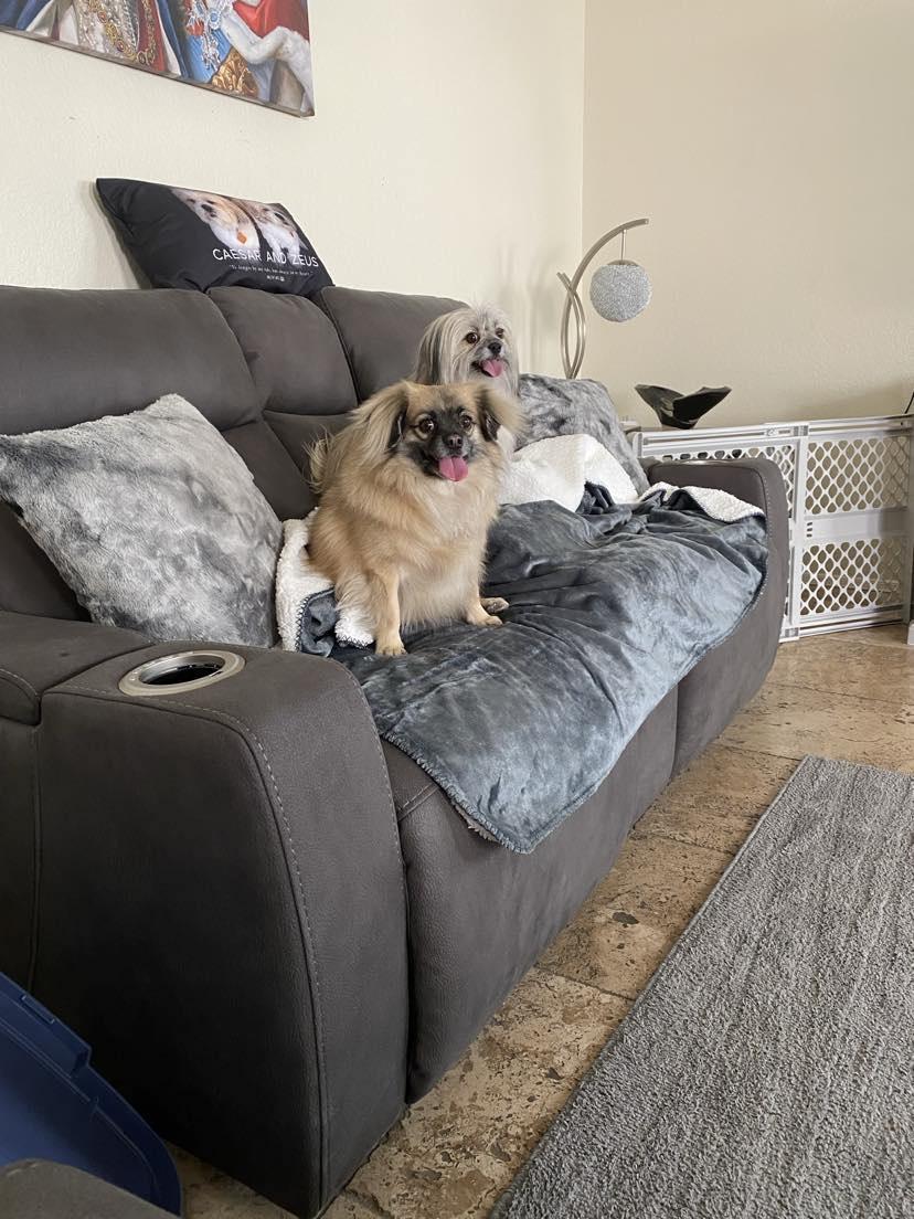 Tom & Jerry (Bonded), a Adoptable mixed breed in Phoenix, AZ image 6/6