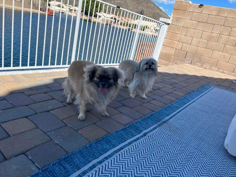 Tom & Jerry (Bonded), a Adoptable mixed breed in Phoenix, AZ image 5/6