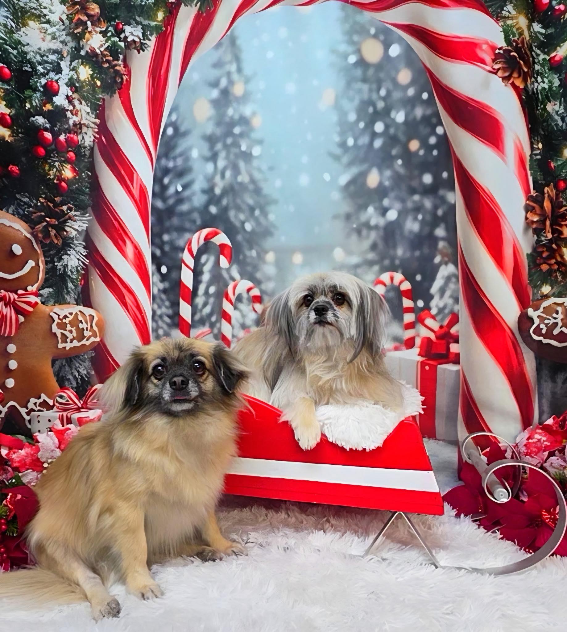 Tom & Jerry (Bonded), Adoptable, Adult Male Havanese & Pekingese.