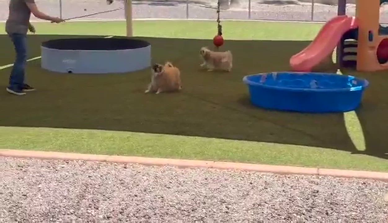 Enlarge Tom & Jerry (Bonded), a Adoptable mixed breed in Phoenix, AZ video 3/6