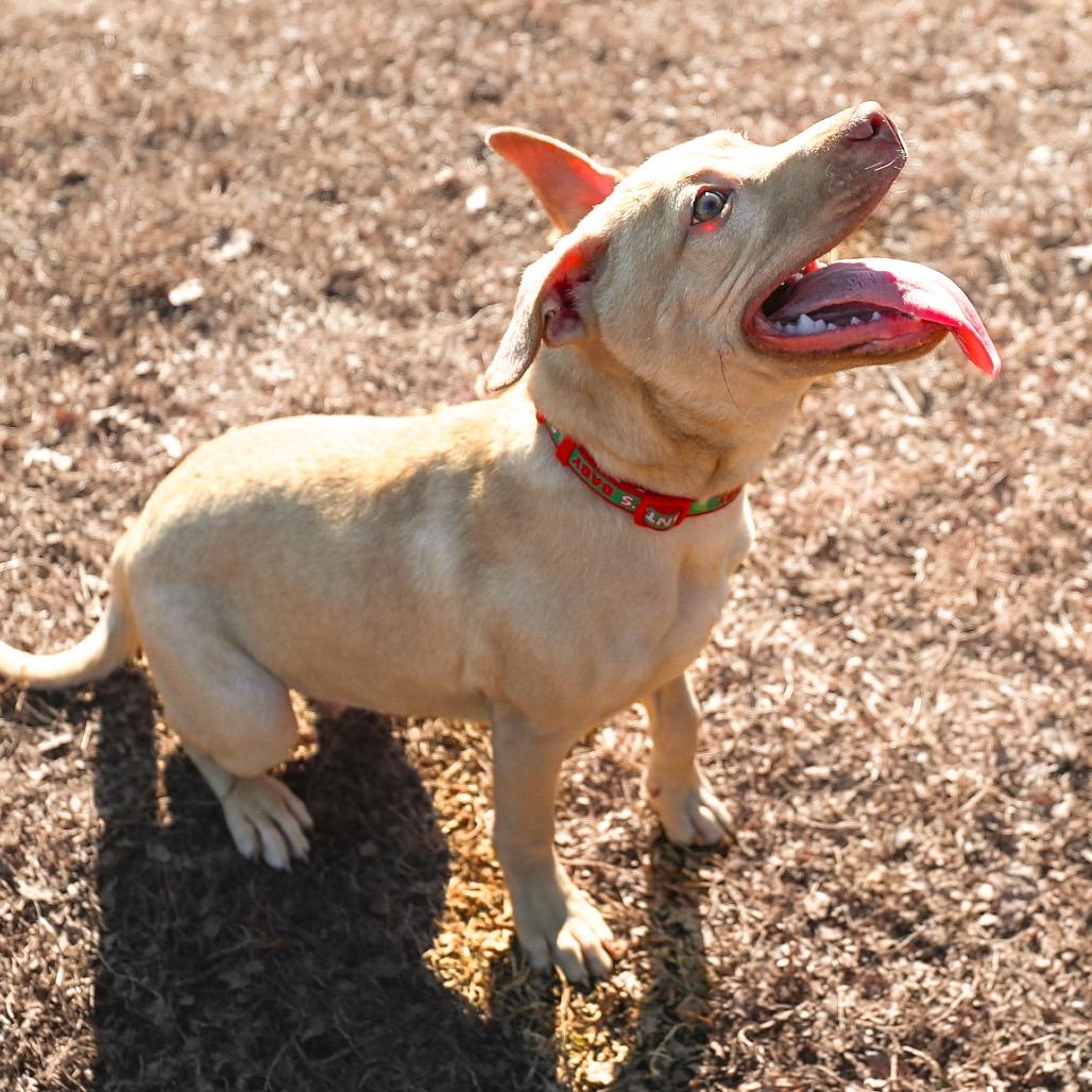 Enlarge Pickle, a Adoptable mixed breed in Greensboro, GA image 1/4