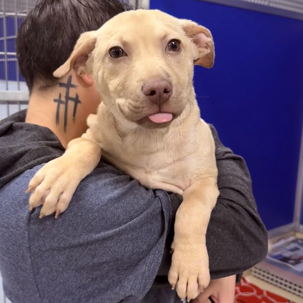 Pickle, Adoptable, Puppy Male Labrador Retriever & Mixed Breed.