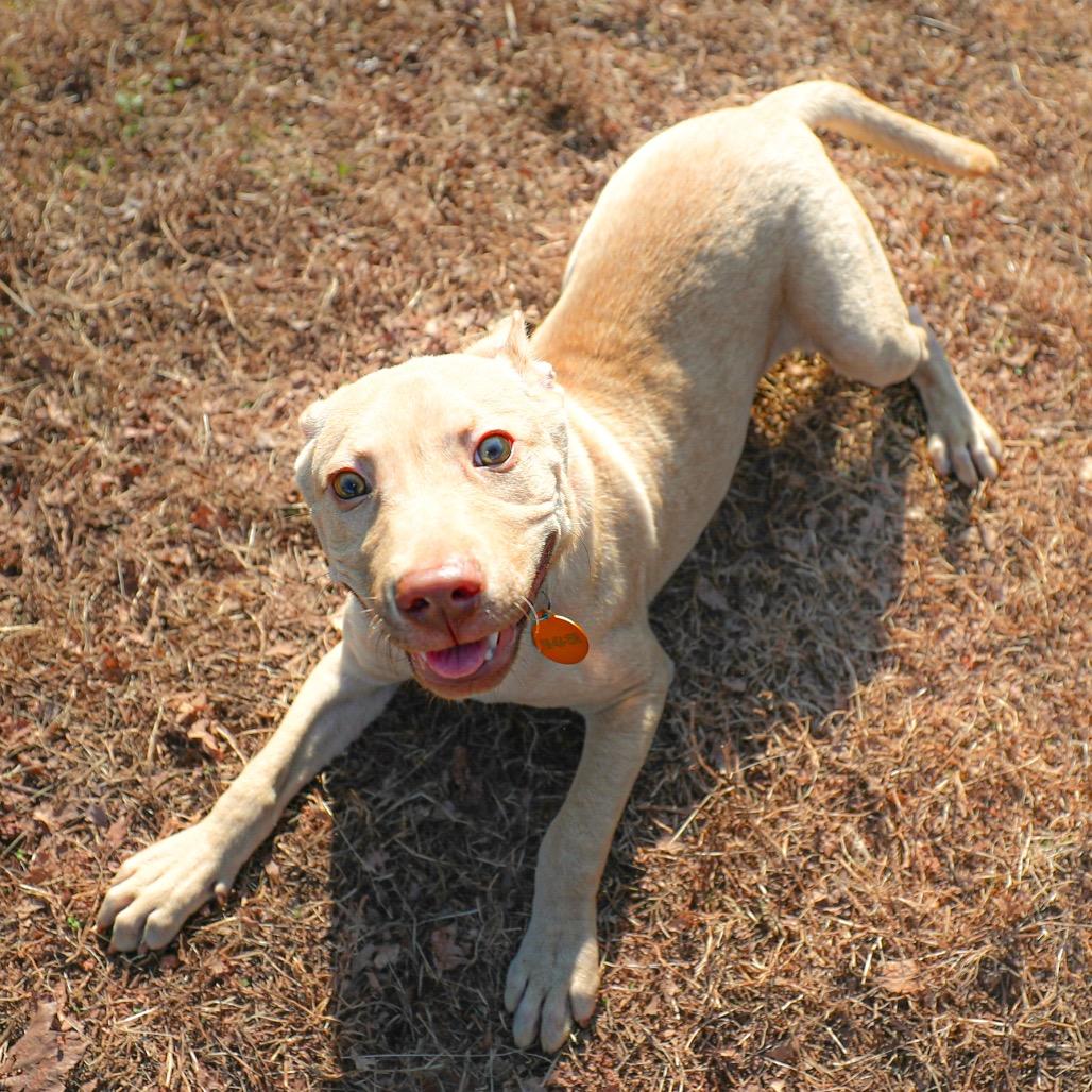 Enlarge Pickle, a Adoptable mixed breed in Greensboro, GA image 2/4