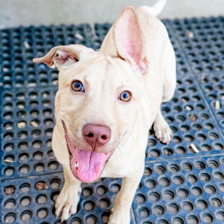 Enlarge Pickle, a Adoptable mixed breed in Greensboro, GA image 3/4