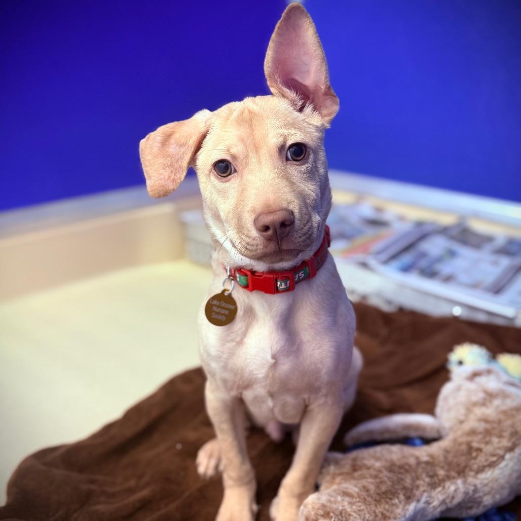 Enlarge Pickle, a Adoptable mixed breed in Greensboro, GA image 4/4
