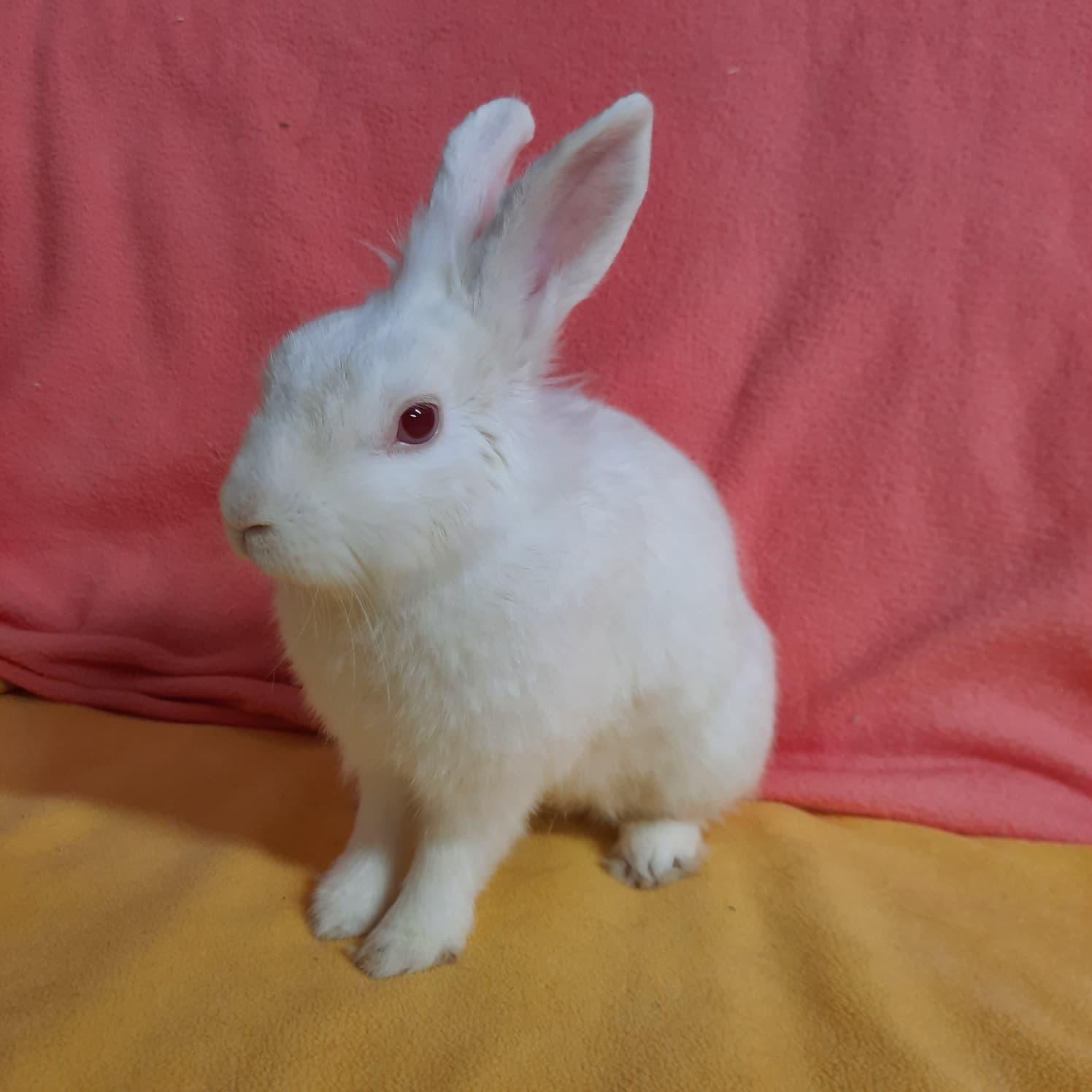 Bruce, Adopted, Adult Male Lionhead.