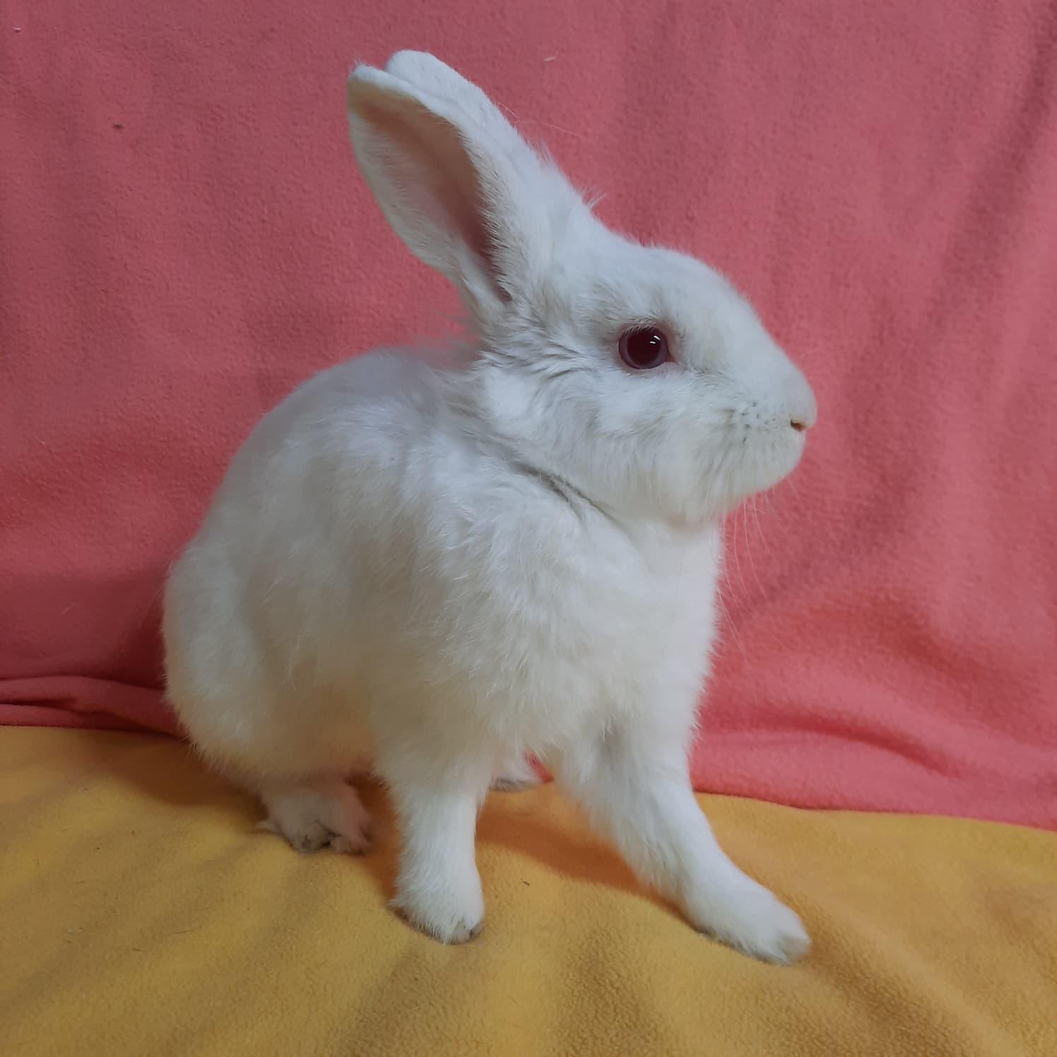 Enlarge Bruce, a Adopted Lionhead in Montclair, CA image 2/2