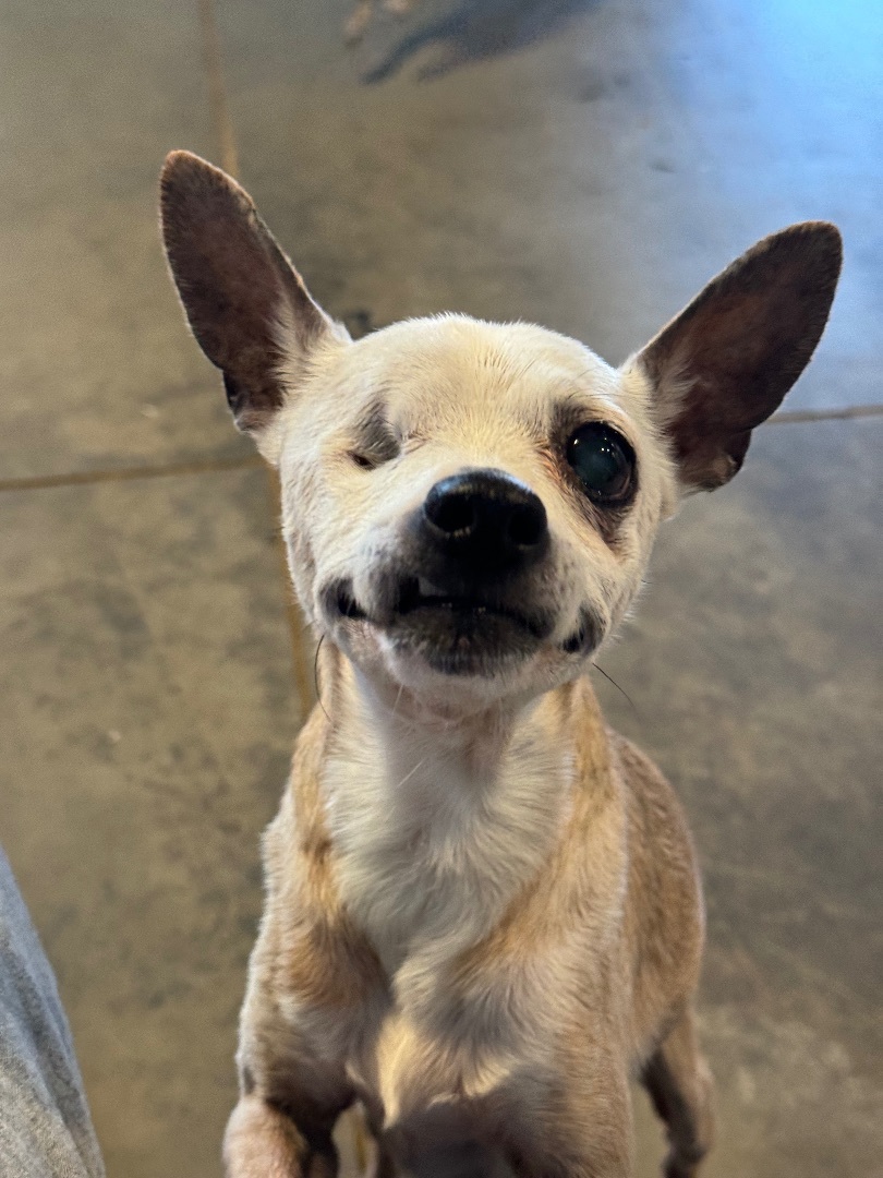 Enlarge Eggnog, a Adopted Chihuahua in Dewey, AZ image 1/1