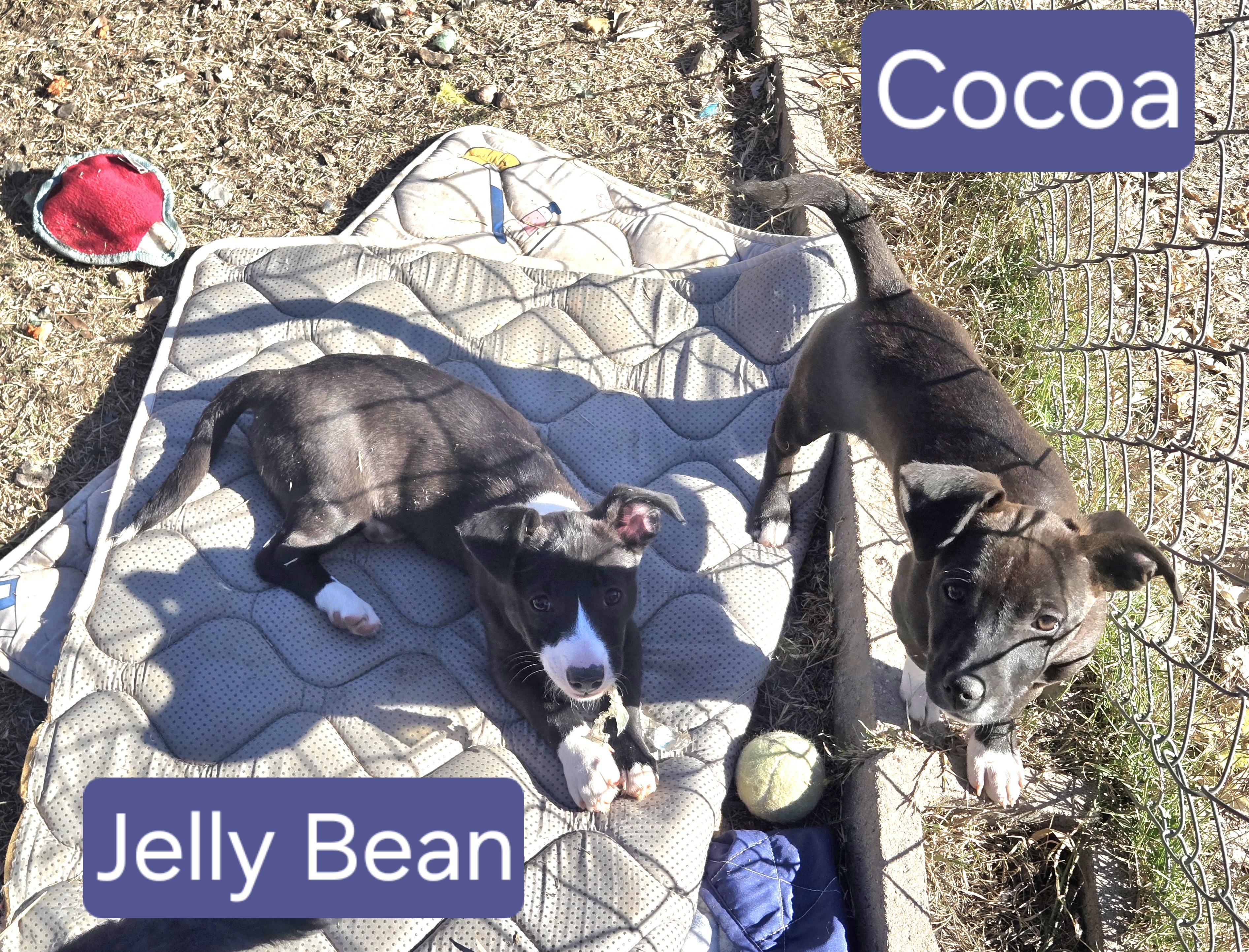 Enlarge Jelly Bean, an adopted Mixed Breed in Nogales, AZ image 2/3